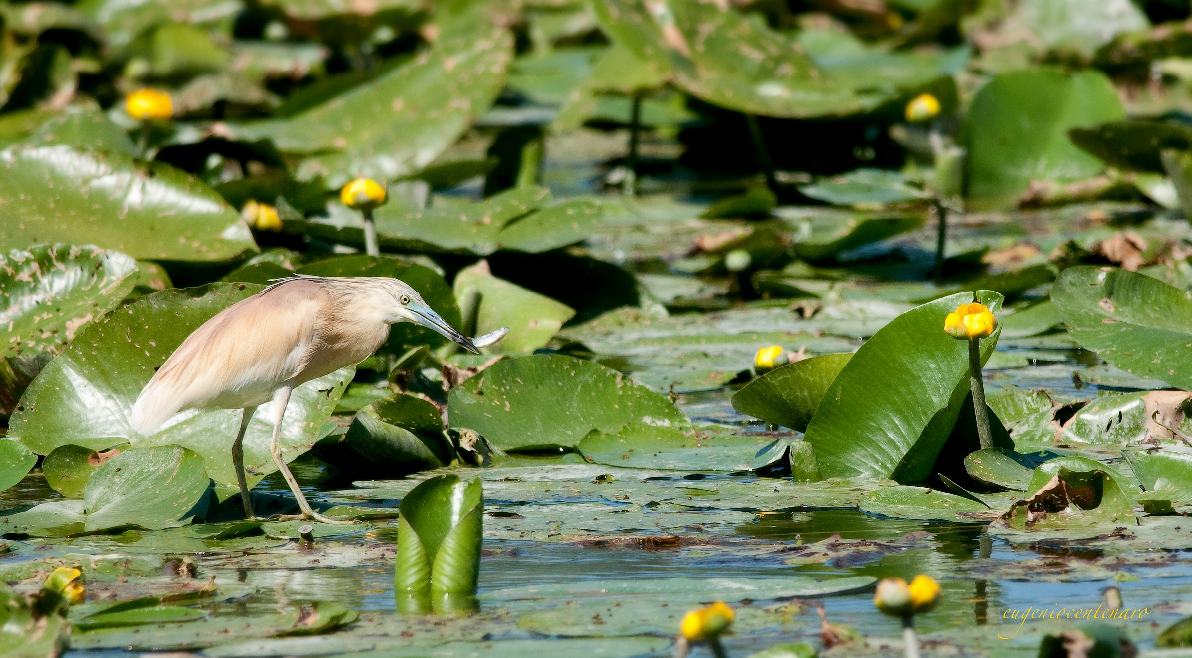 Squacco (Ardeola ralloides)