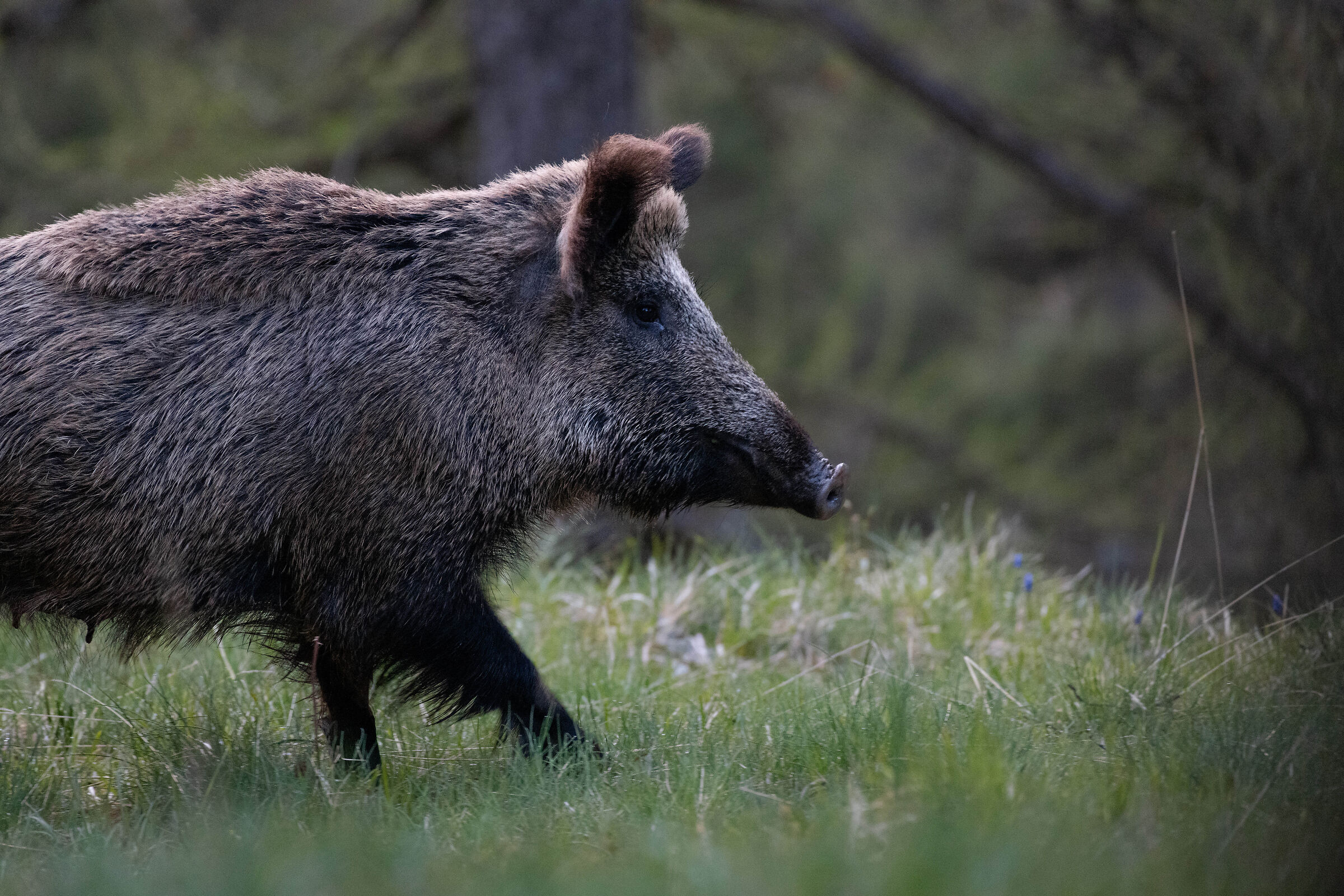 The first wild boar is never forgotten