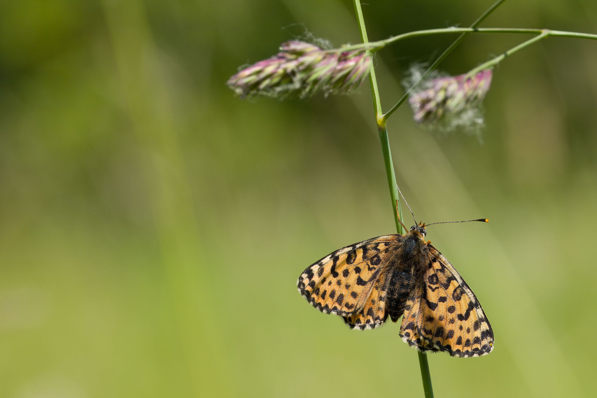 Melitaea didyma