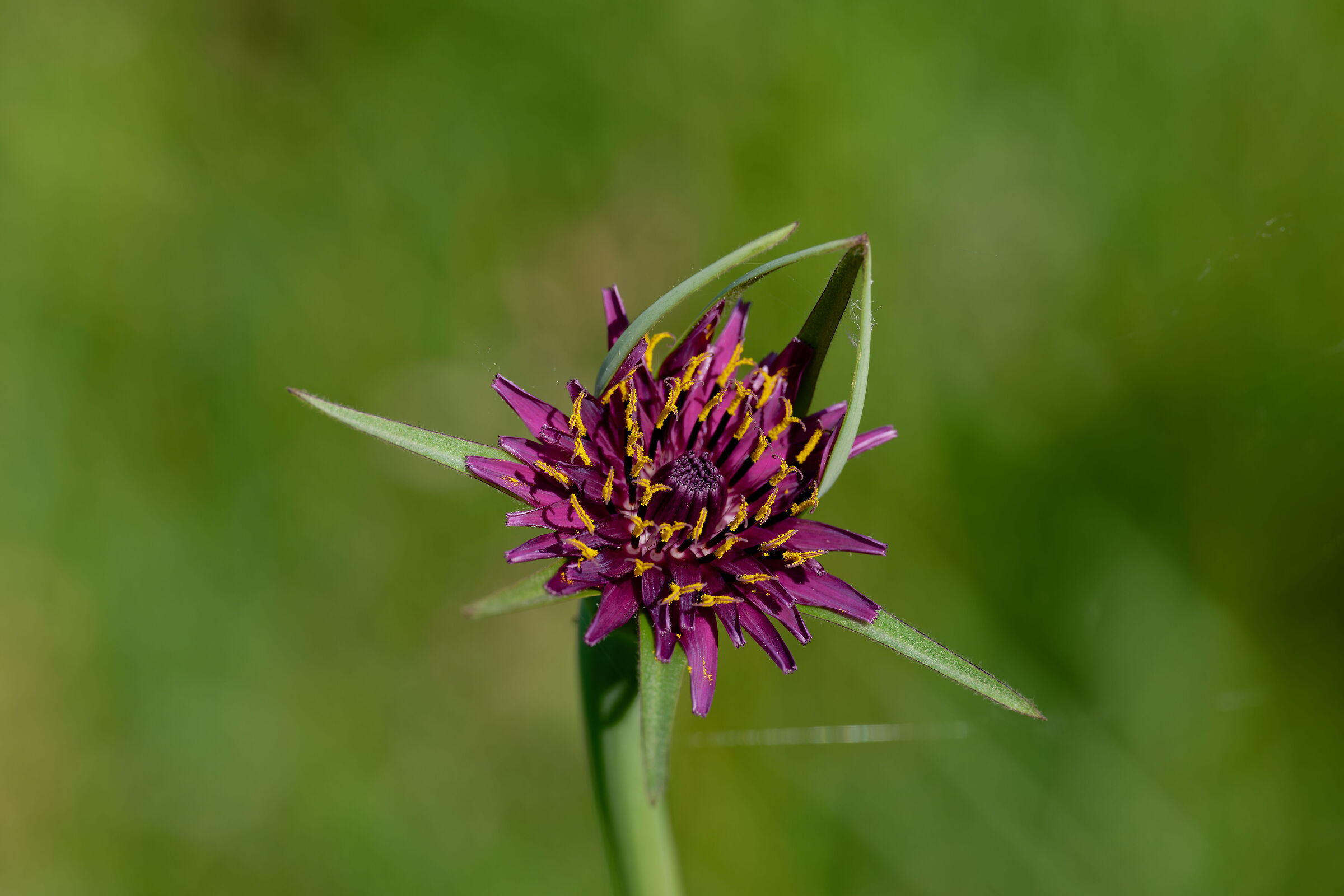 Scorzonera