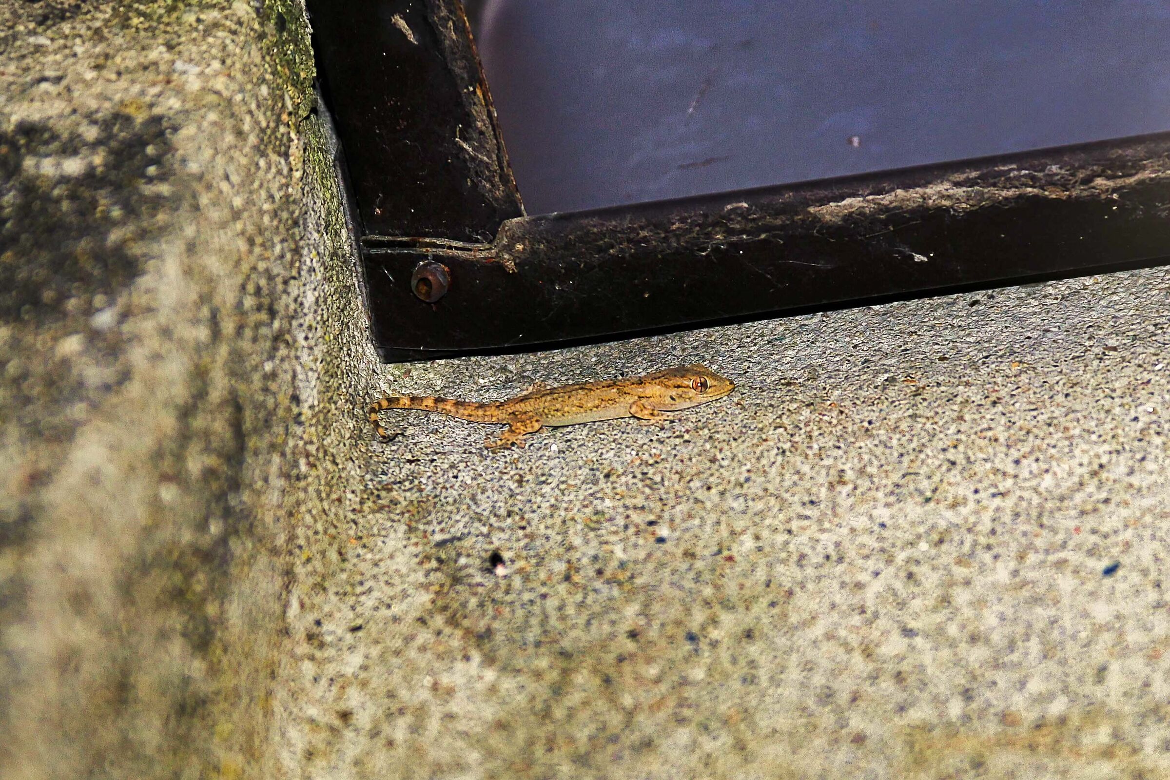 Common gecko - Tarentola mauritanica