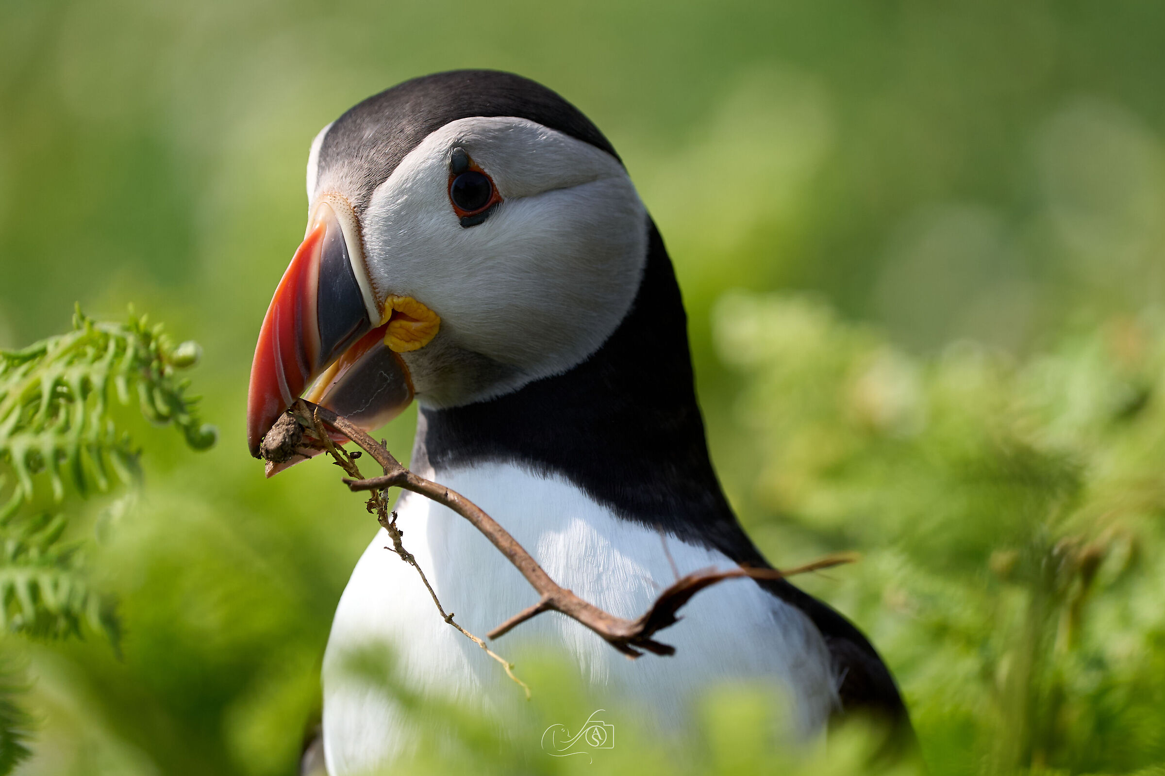 Puffin