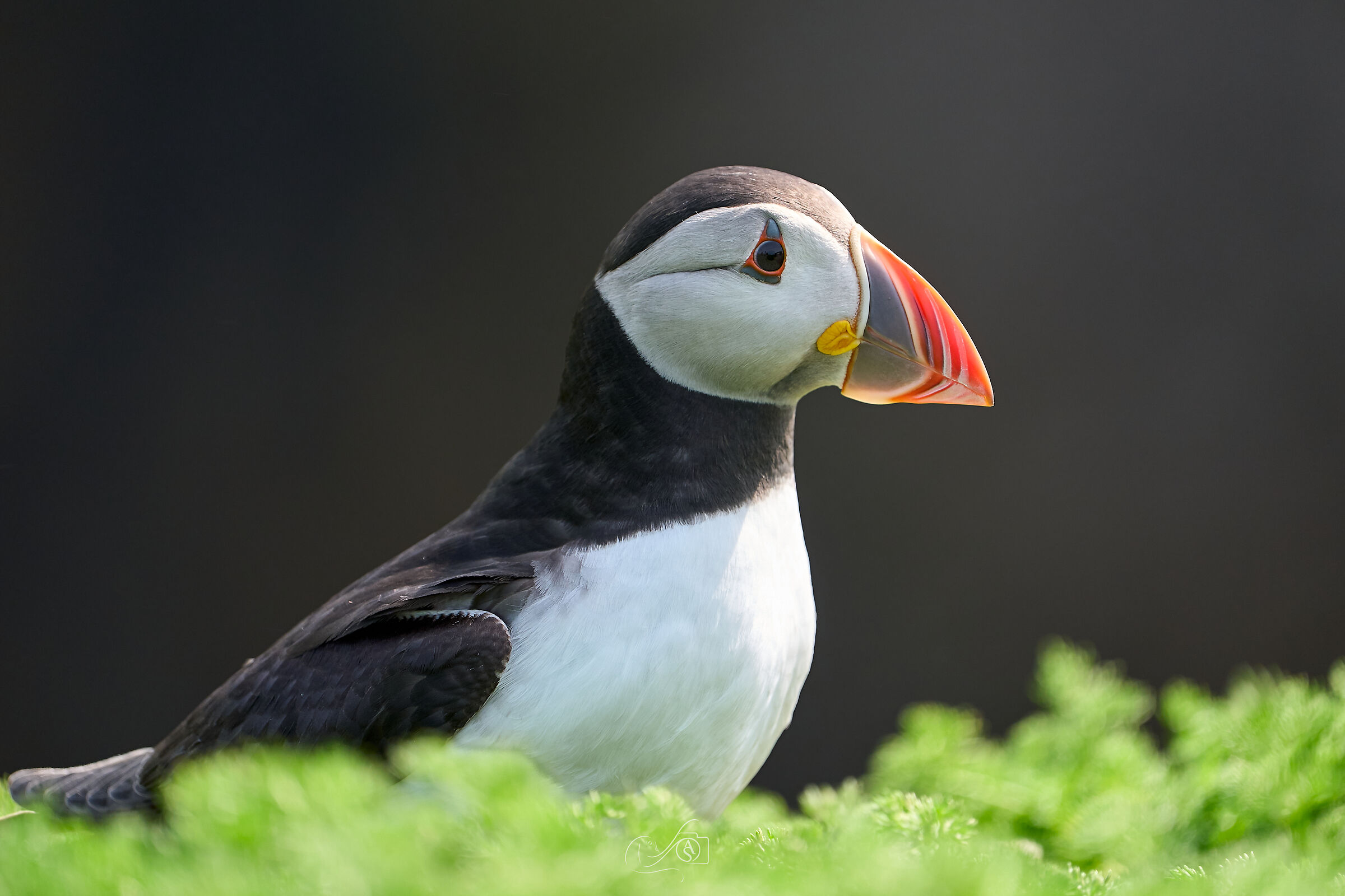 Puffin