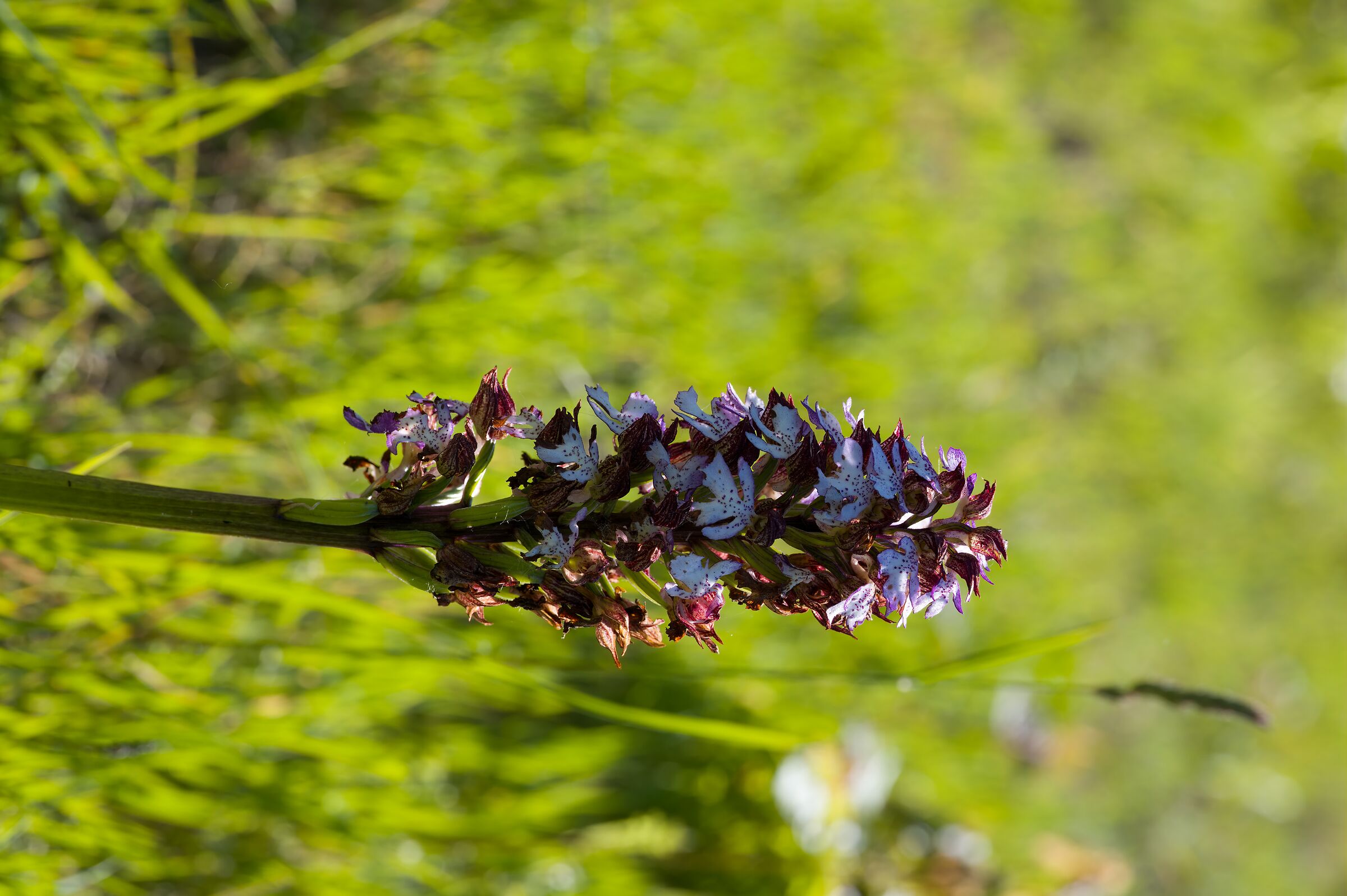 Orchidea Purpurea