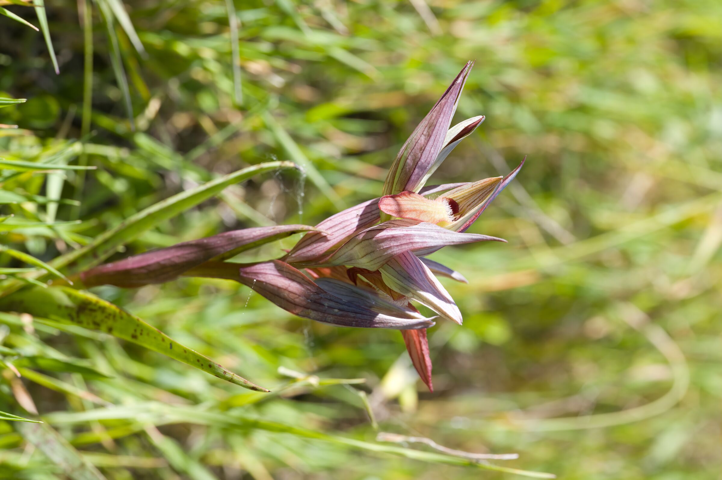Serapias