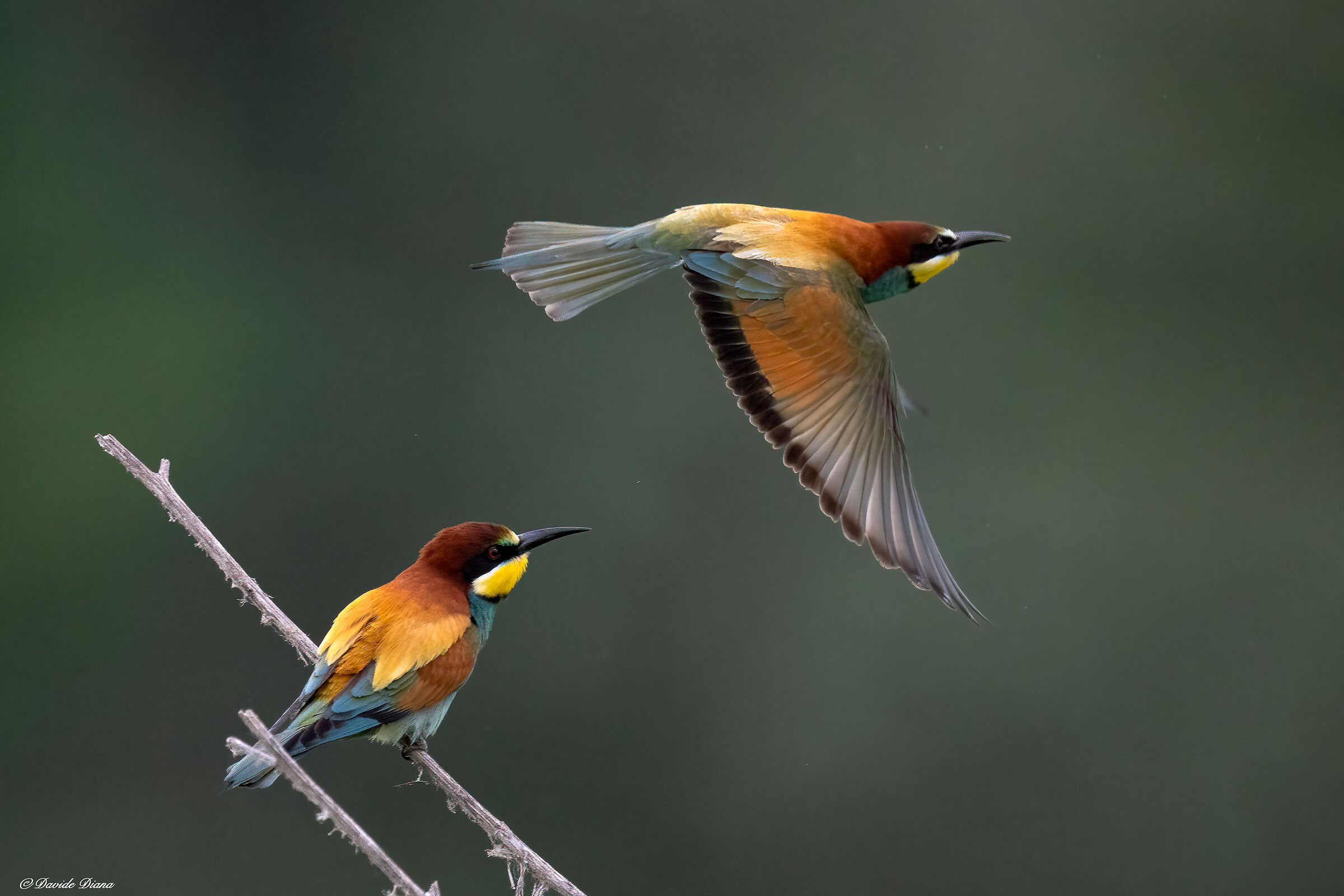 Bee-eaters