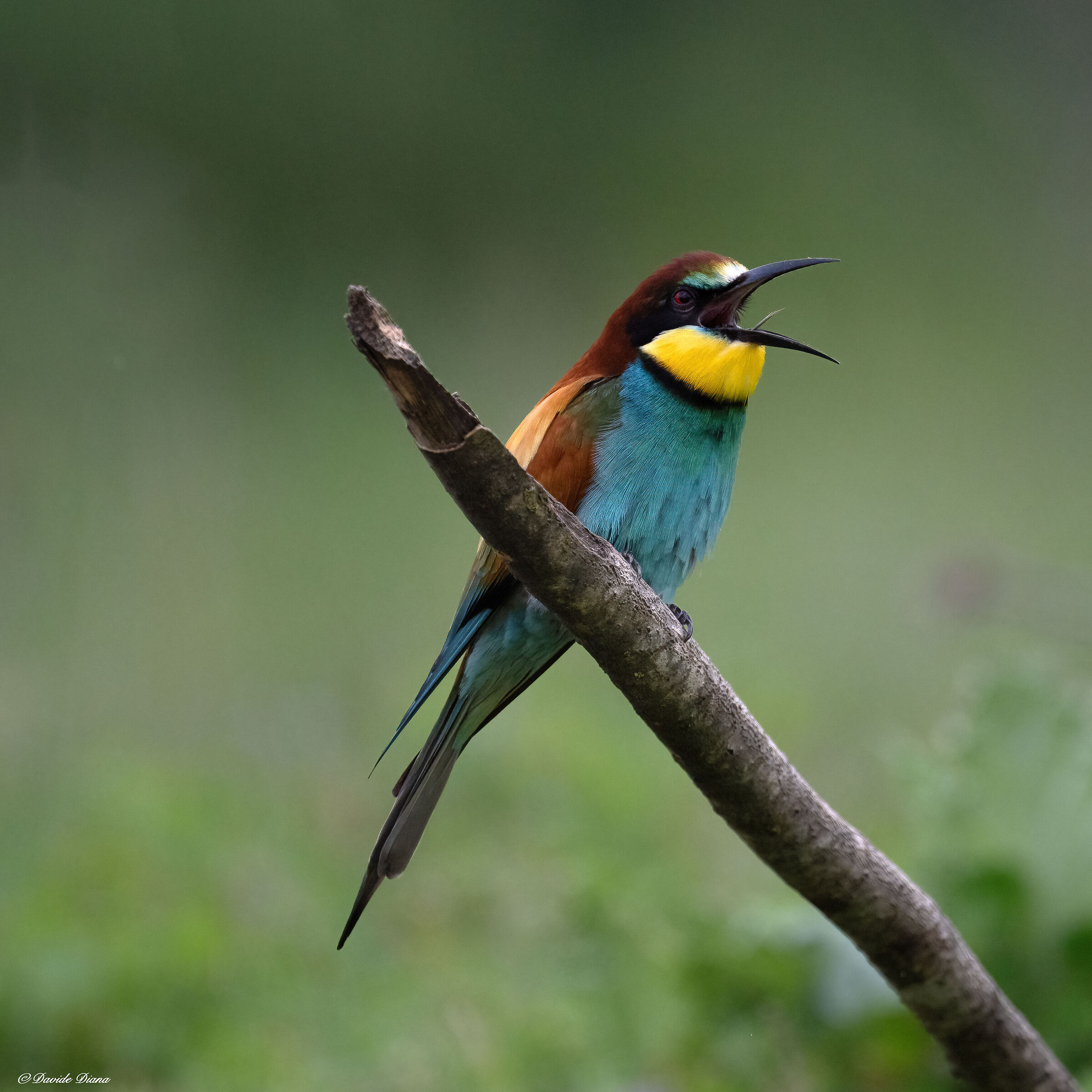 Bee-eater