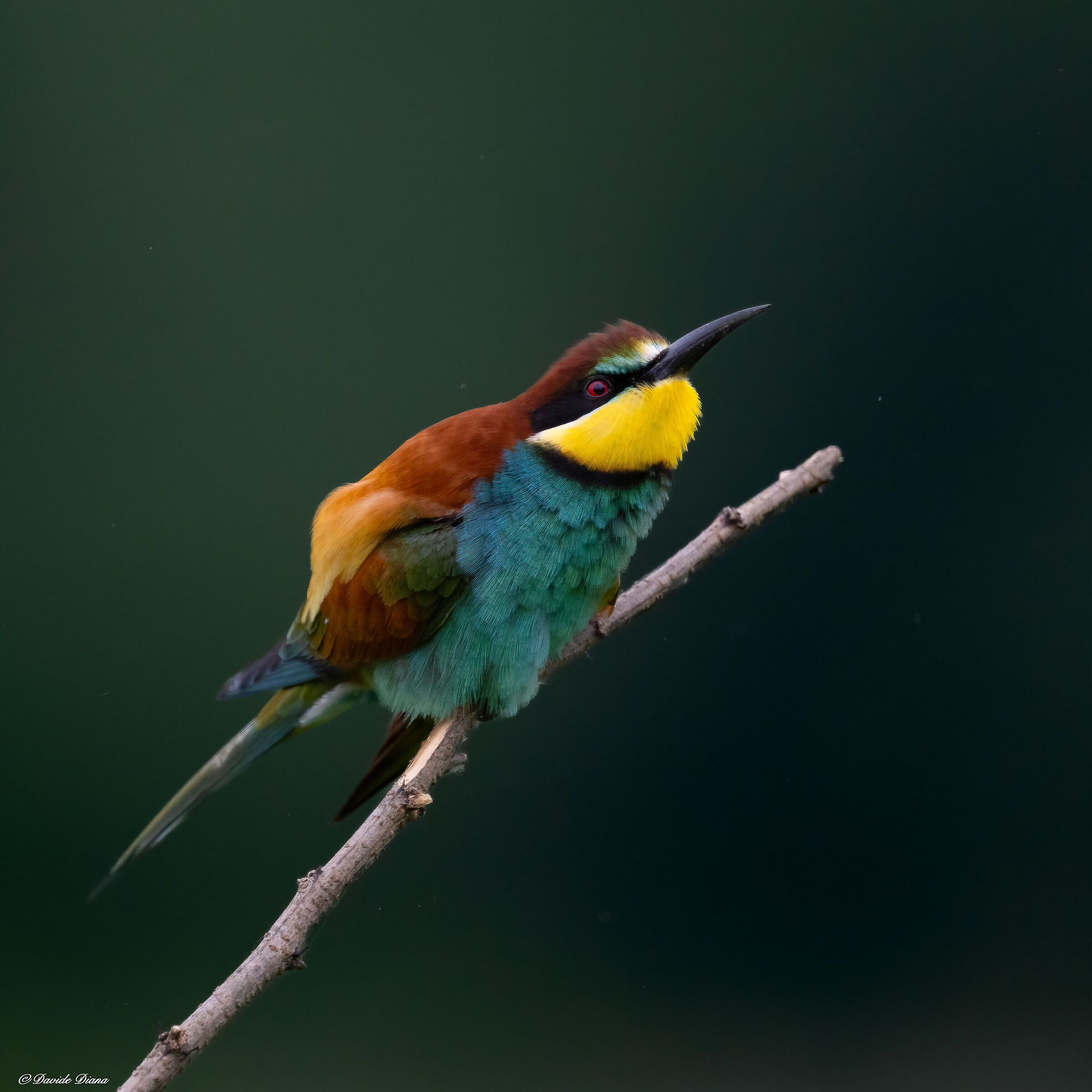 bee-eater