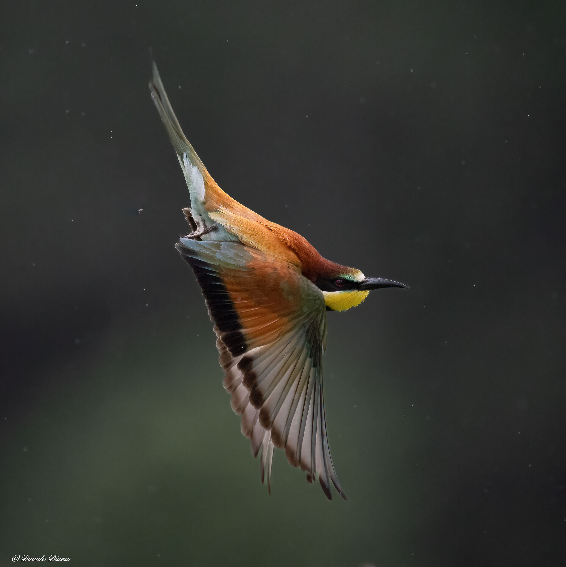 Bee-eater