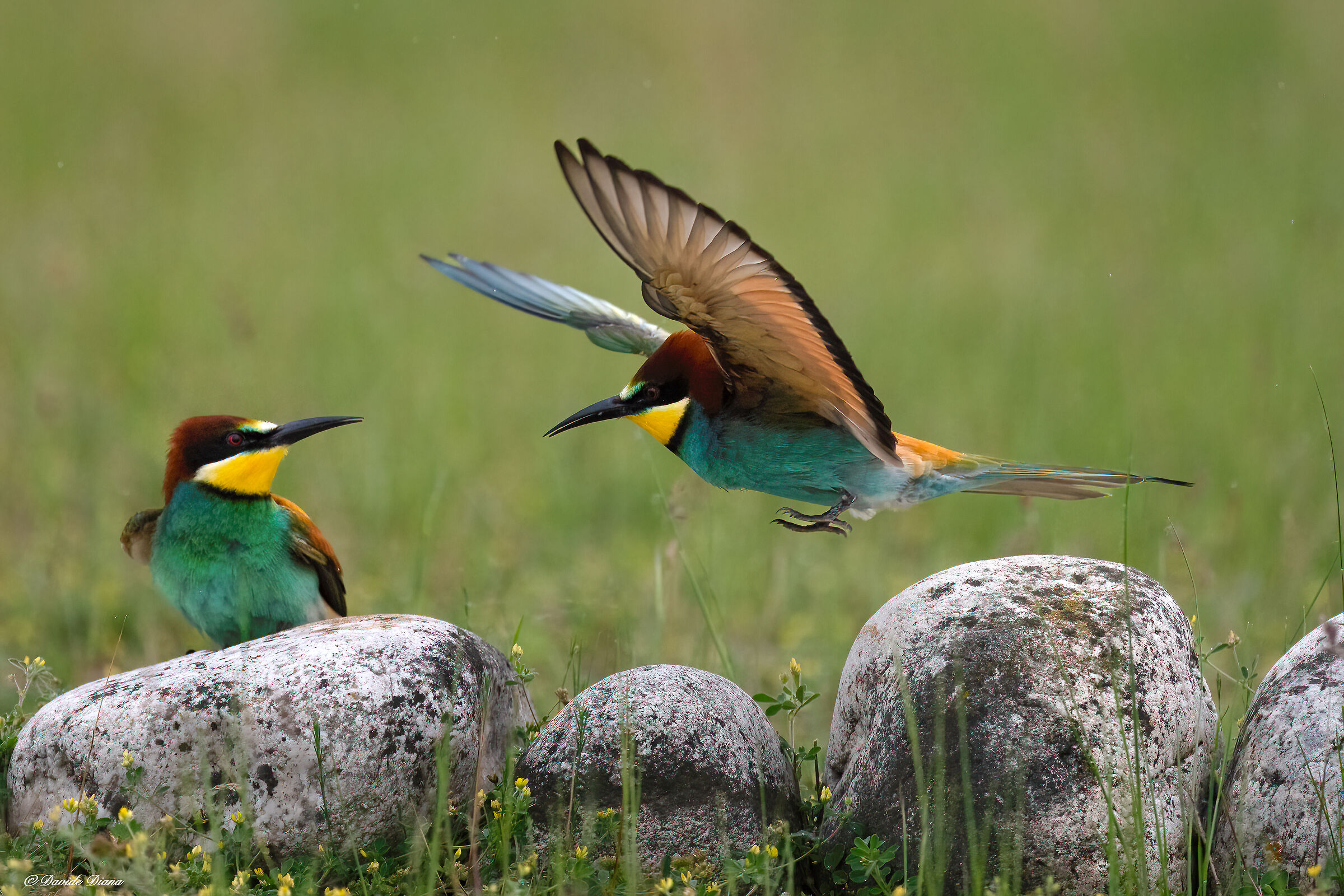 Bee-eaters