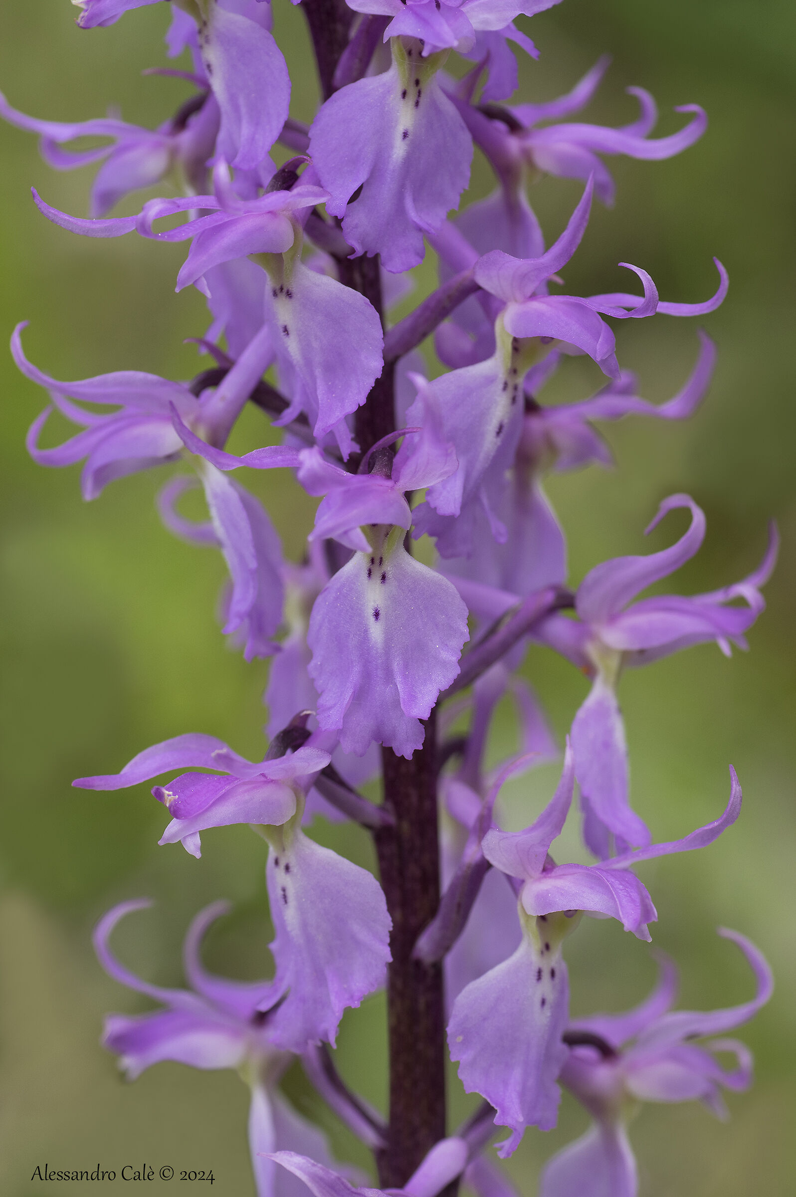 Orchis mascula subsp. speciosa 2053