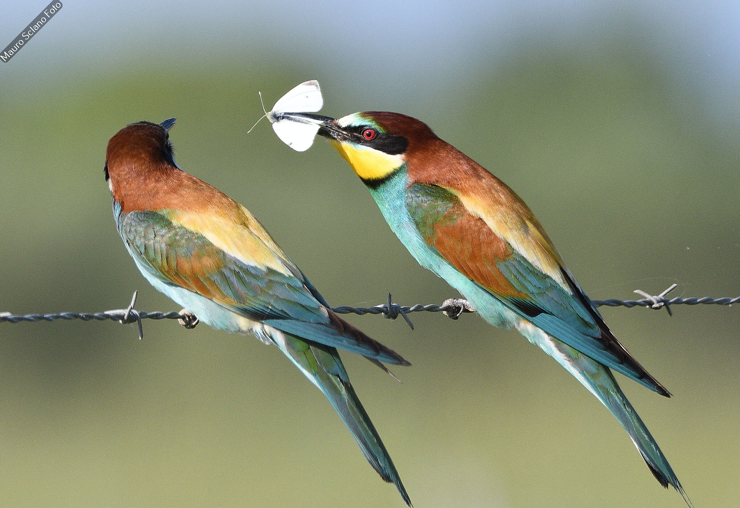 Bee-eaters