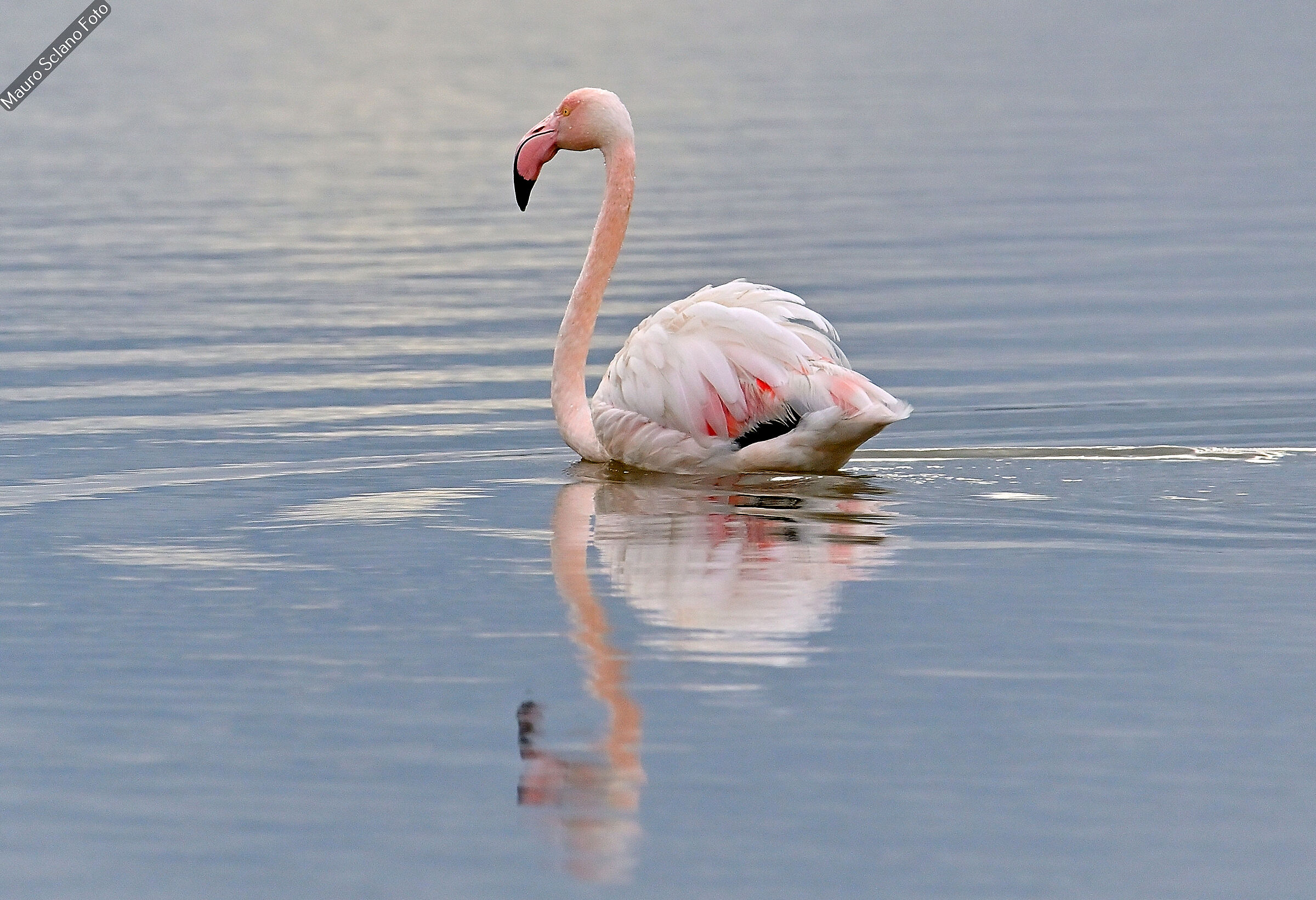 Flamingo