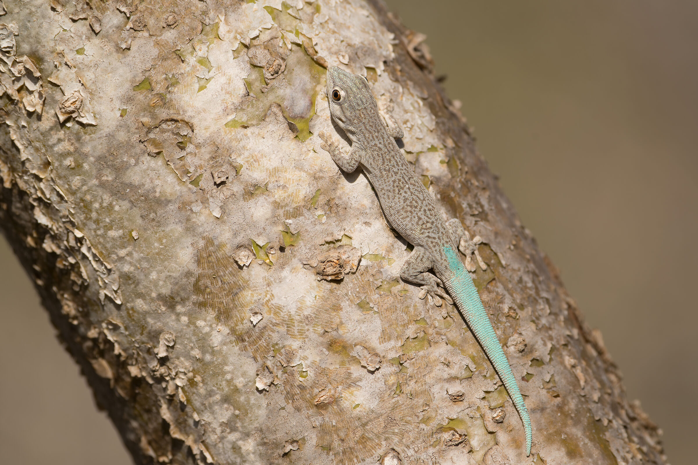 Phelsuma mutabilis