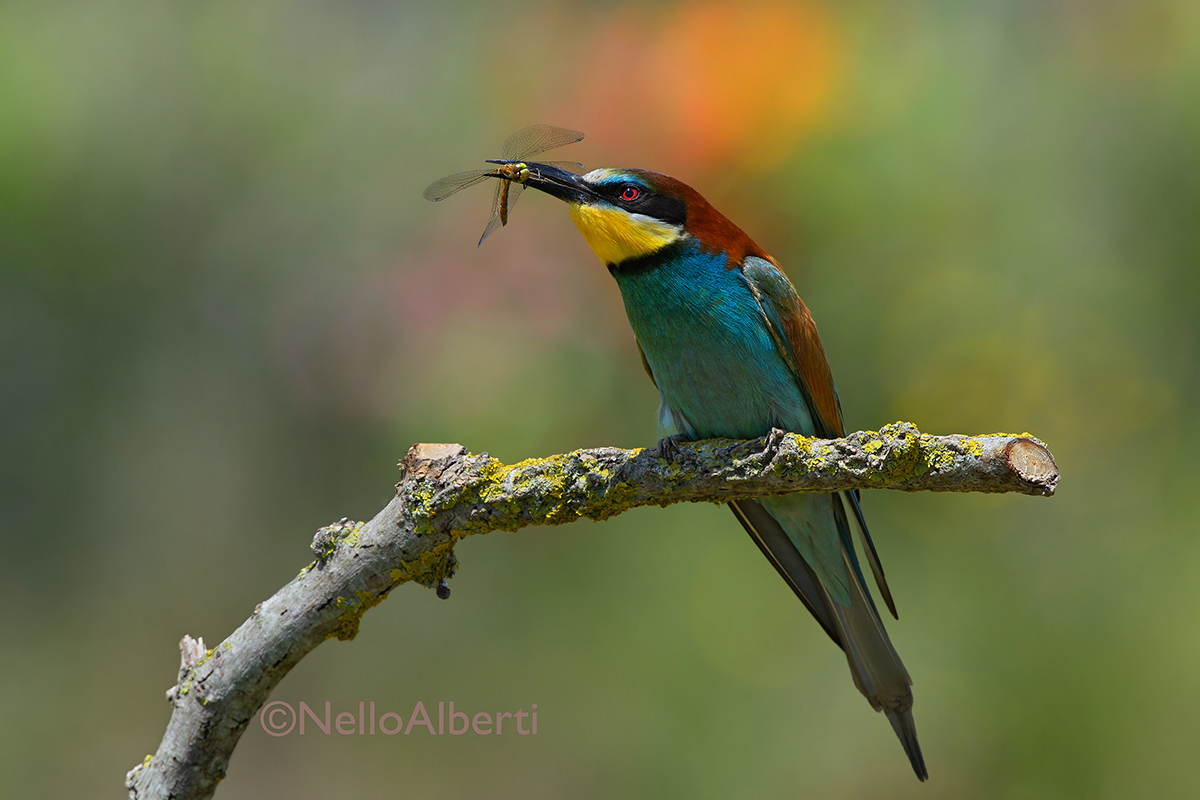 Gruccione con libellula