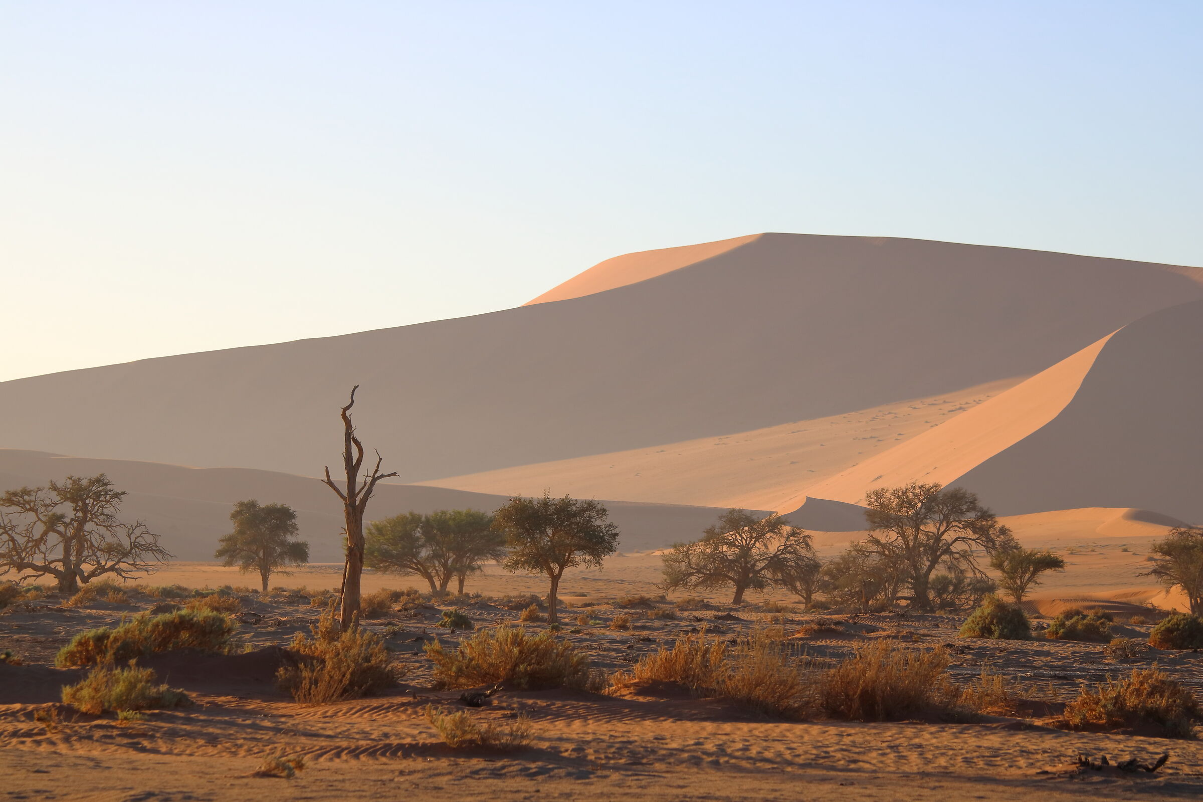 Alba in Namibia