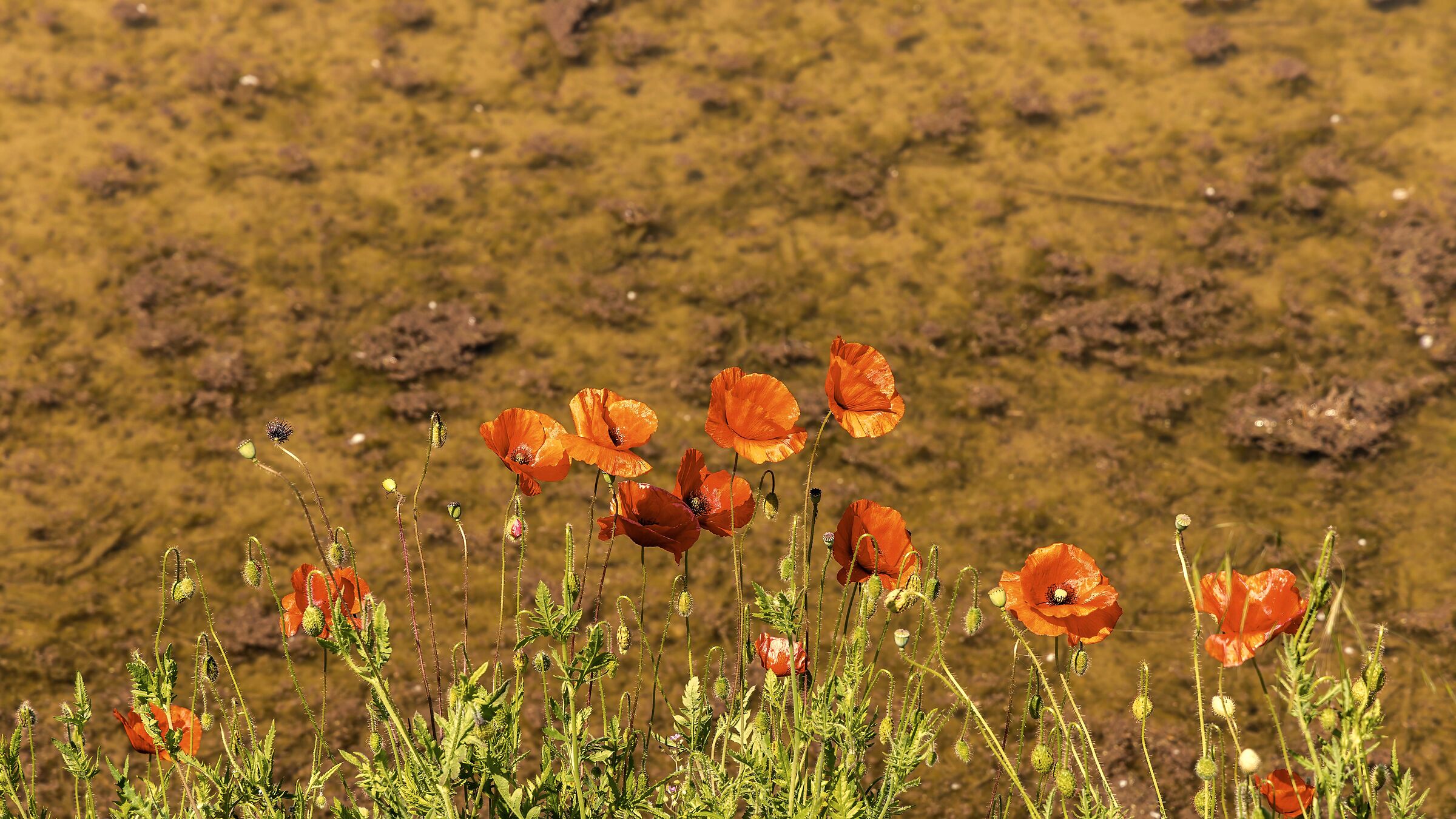 Nothing is born from diamonds, flowers are born from manure.