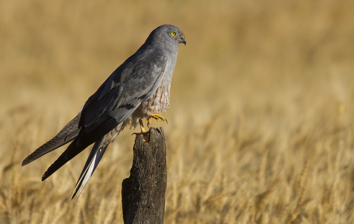 Albanella minore (maschio)