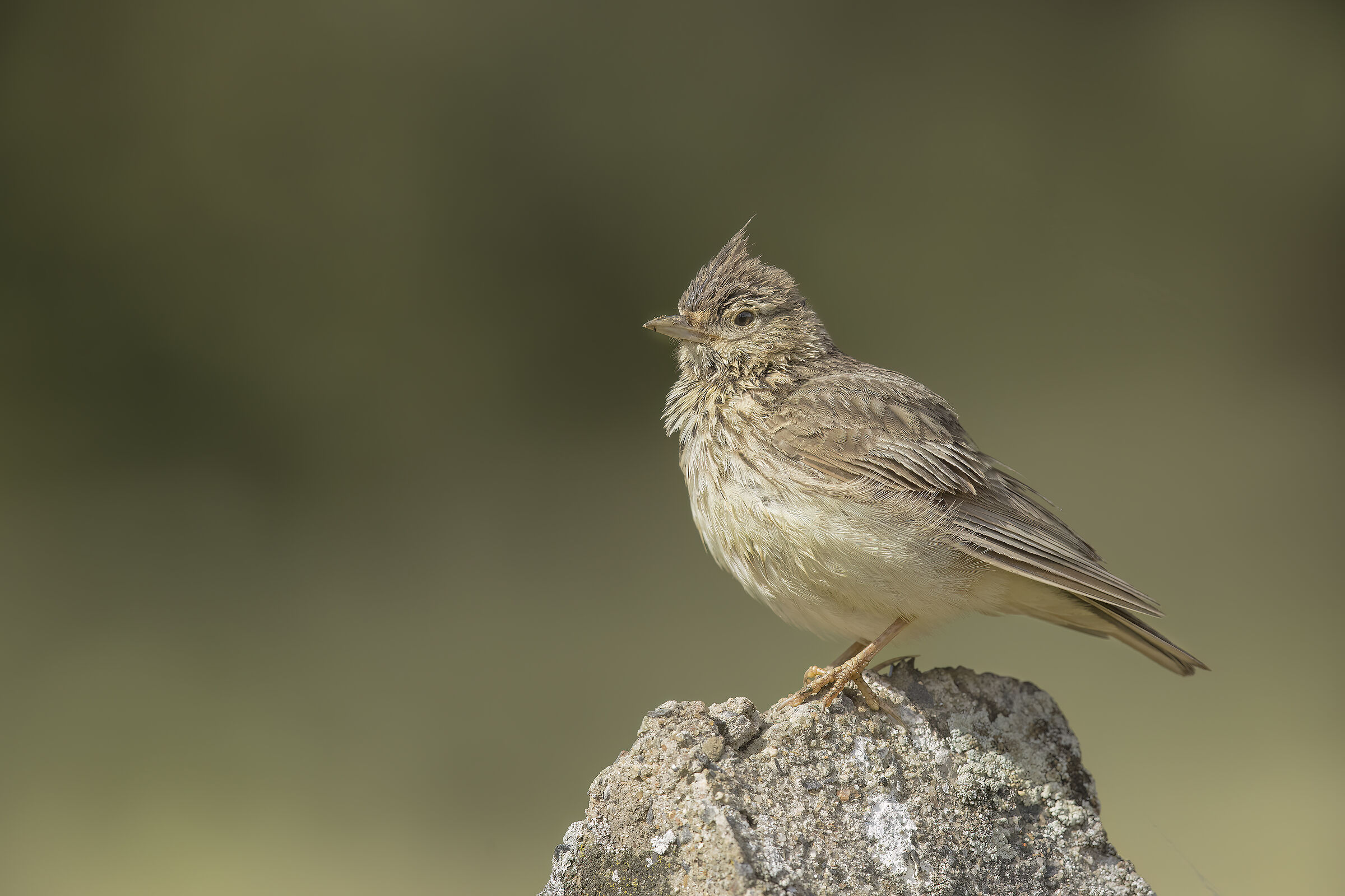 cappellaccia (galerida cristata)