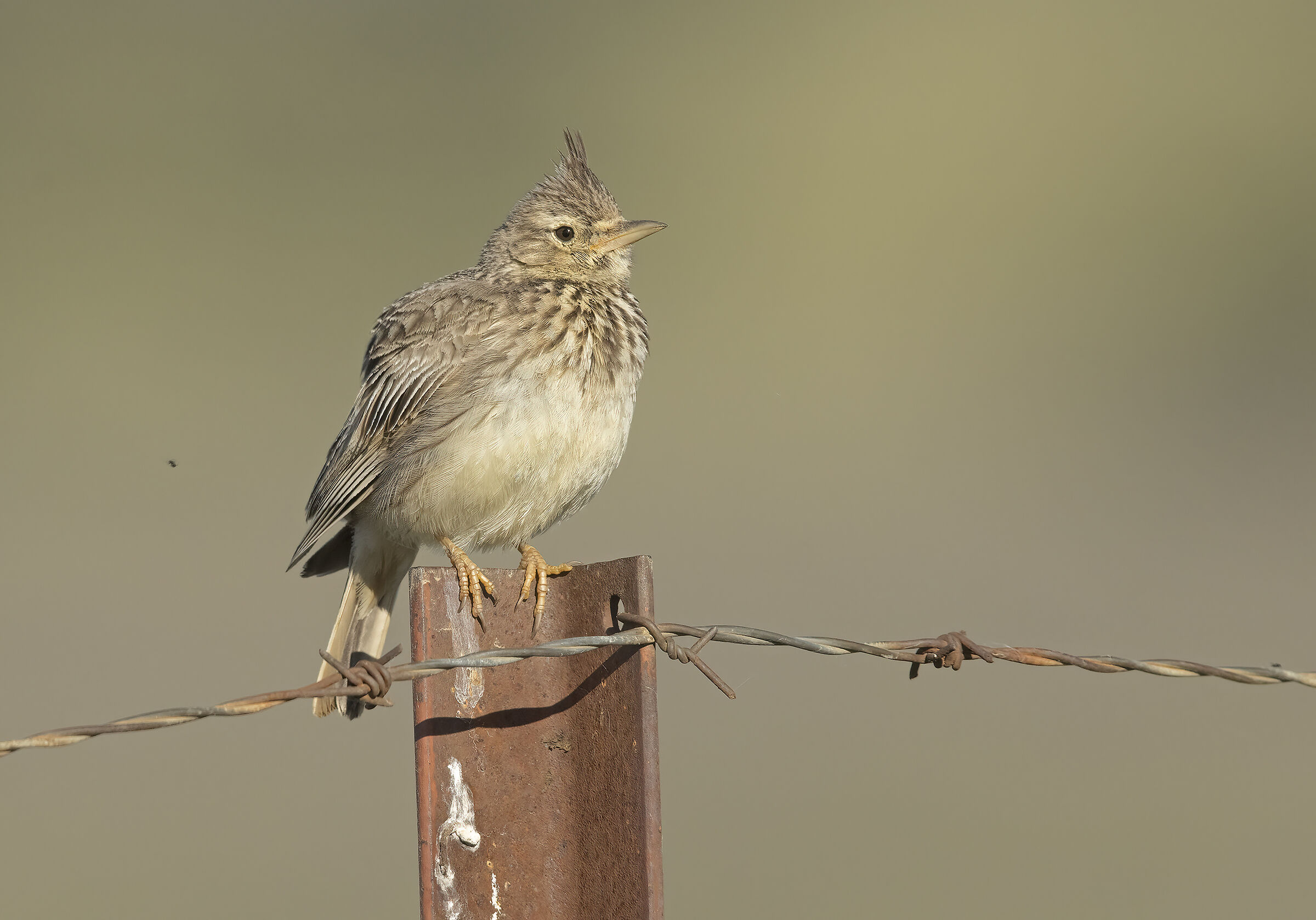 cappellaccia (galerida cristata)