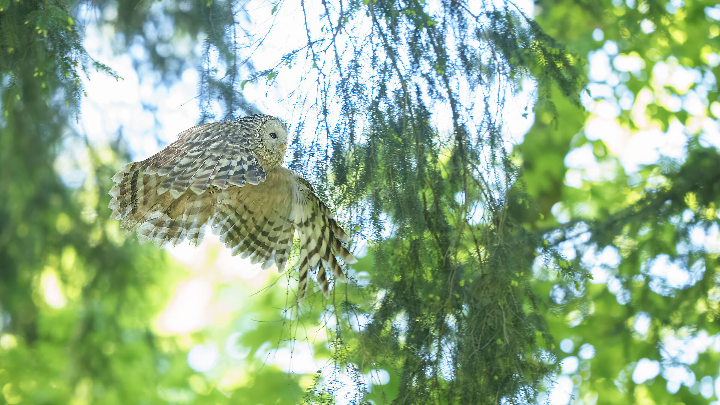 Ural Owl in flight Slovenia 05-2024