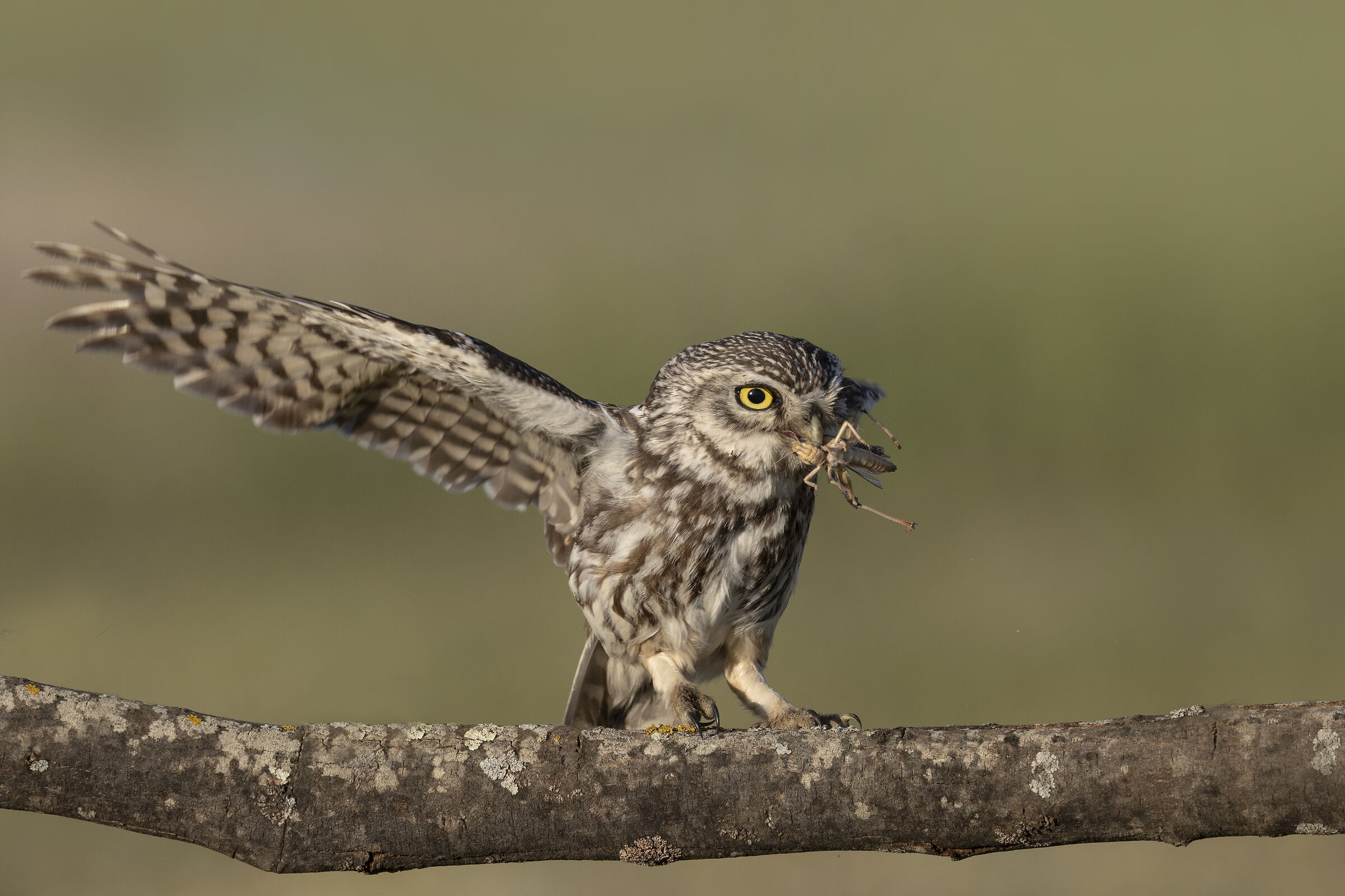 Civetta mangia cavalletta