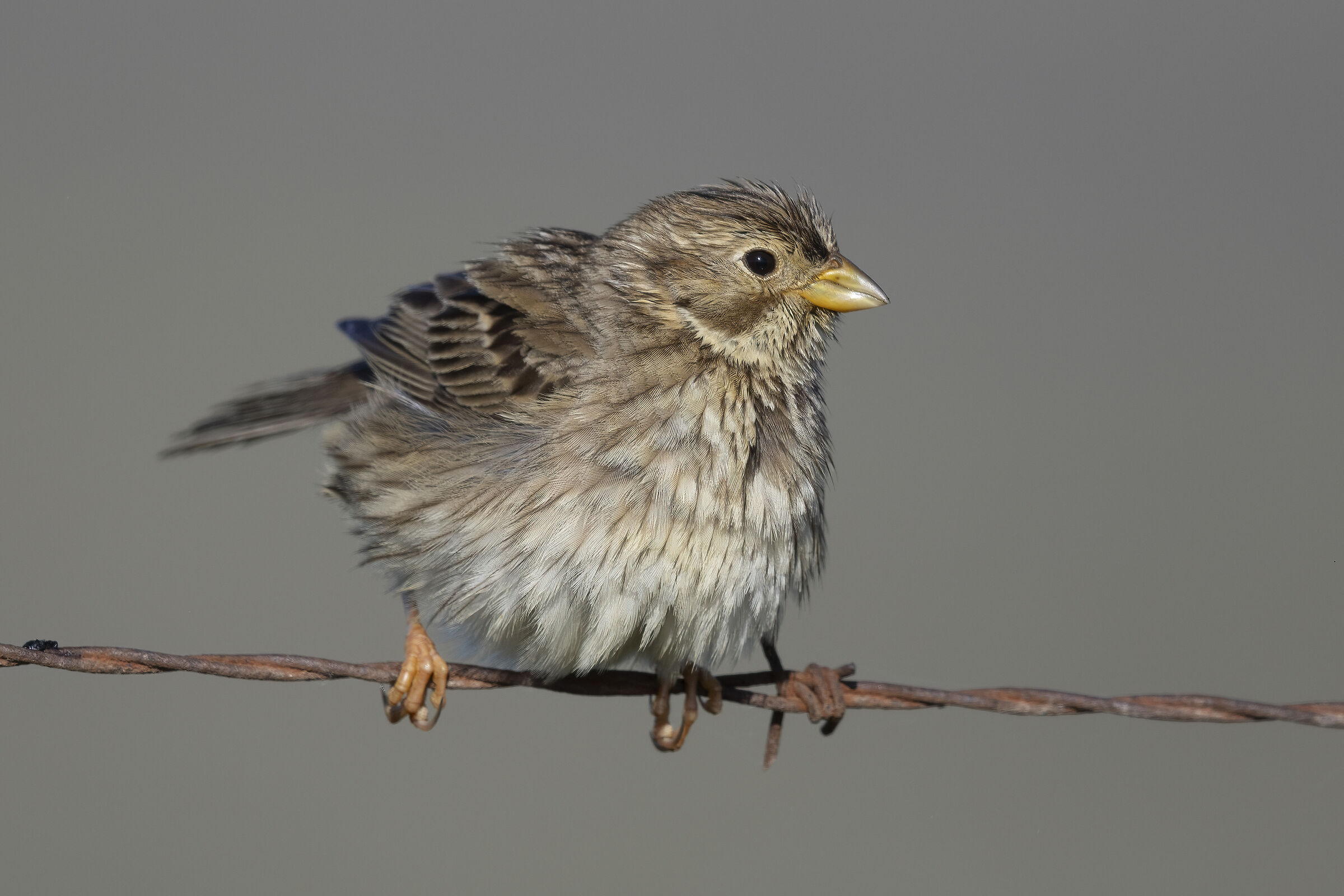 Strillozzo Emberiza calandra