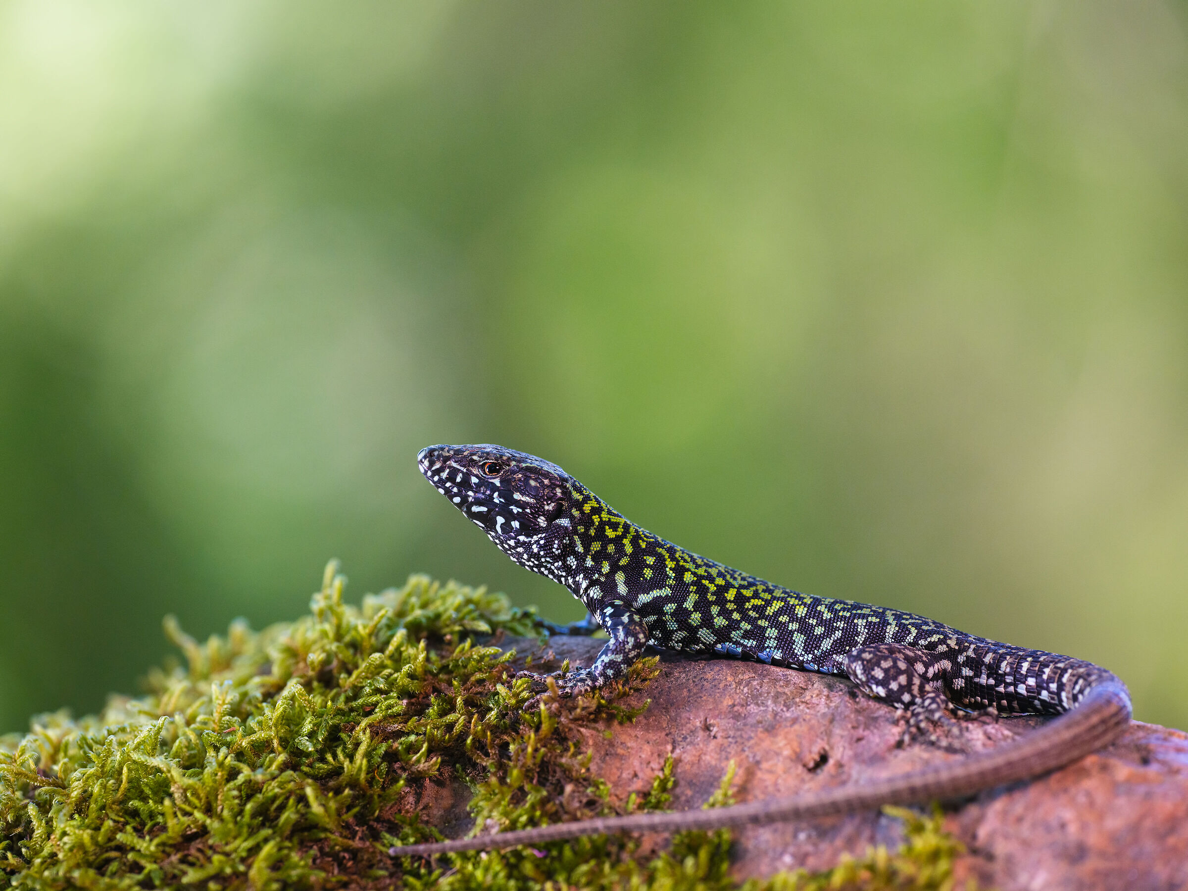 Podarcis muralis