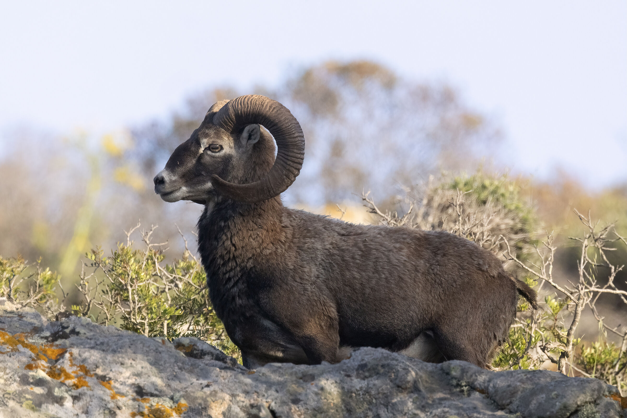 Sardinian mouflon Asinara Island