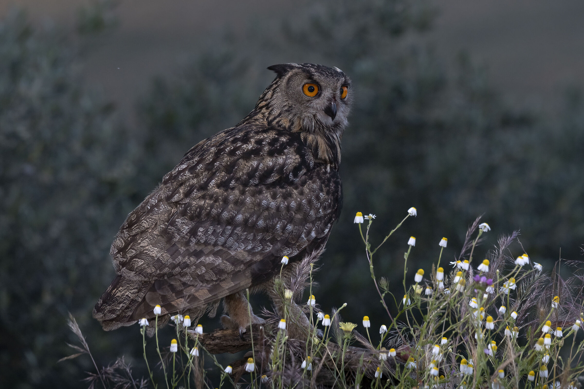 Bubo Bubo Gufo reale