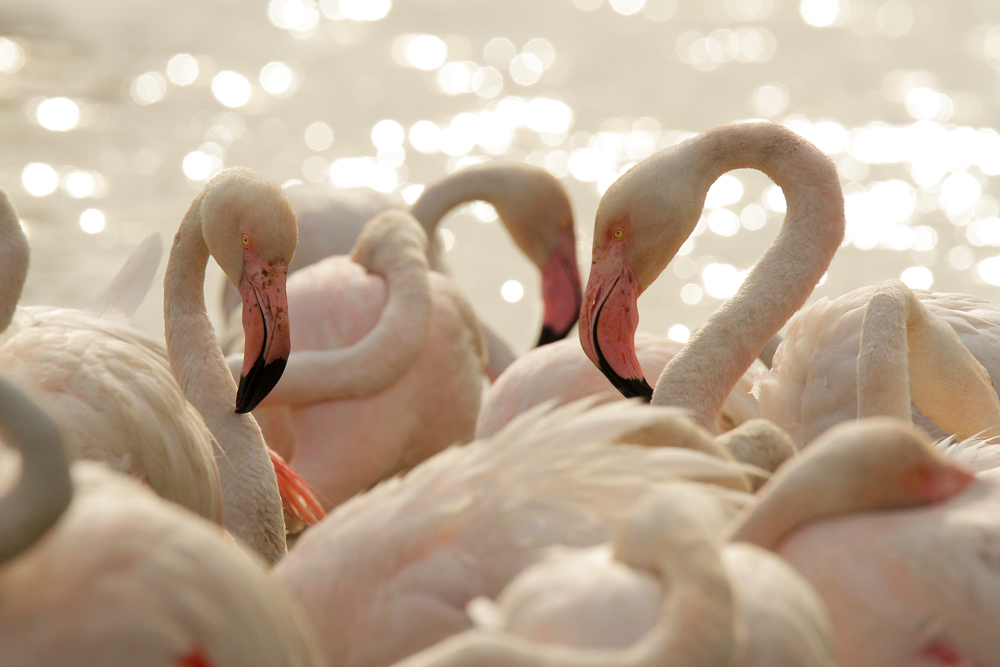 Fenicotteri
