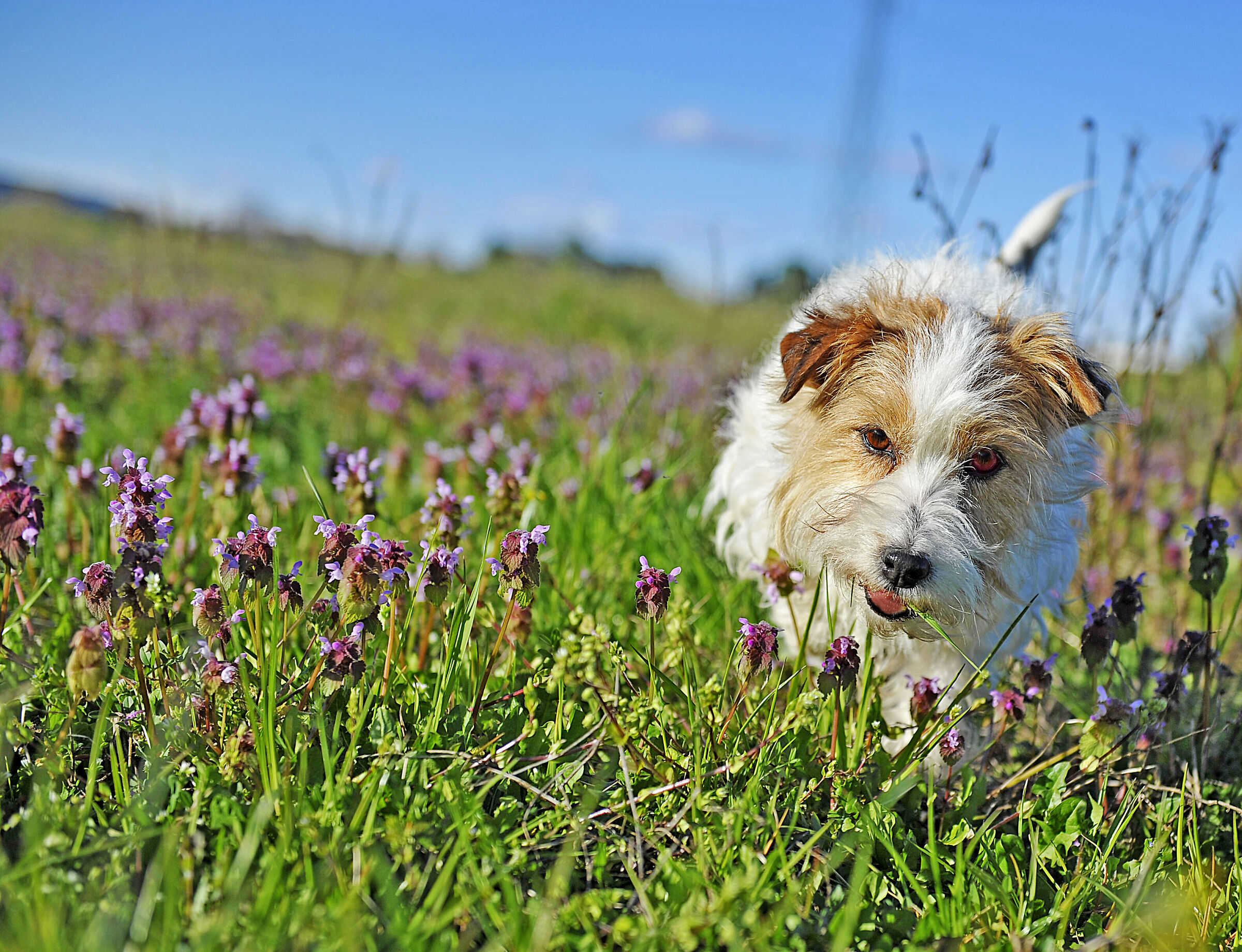 Walking in the flowery meadows.