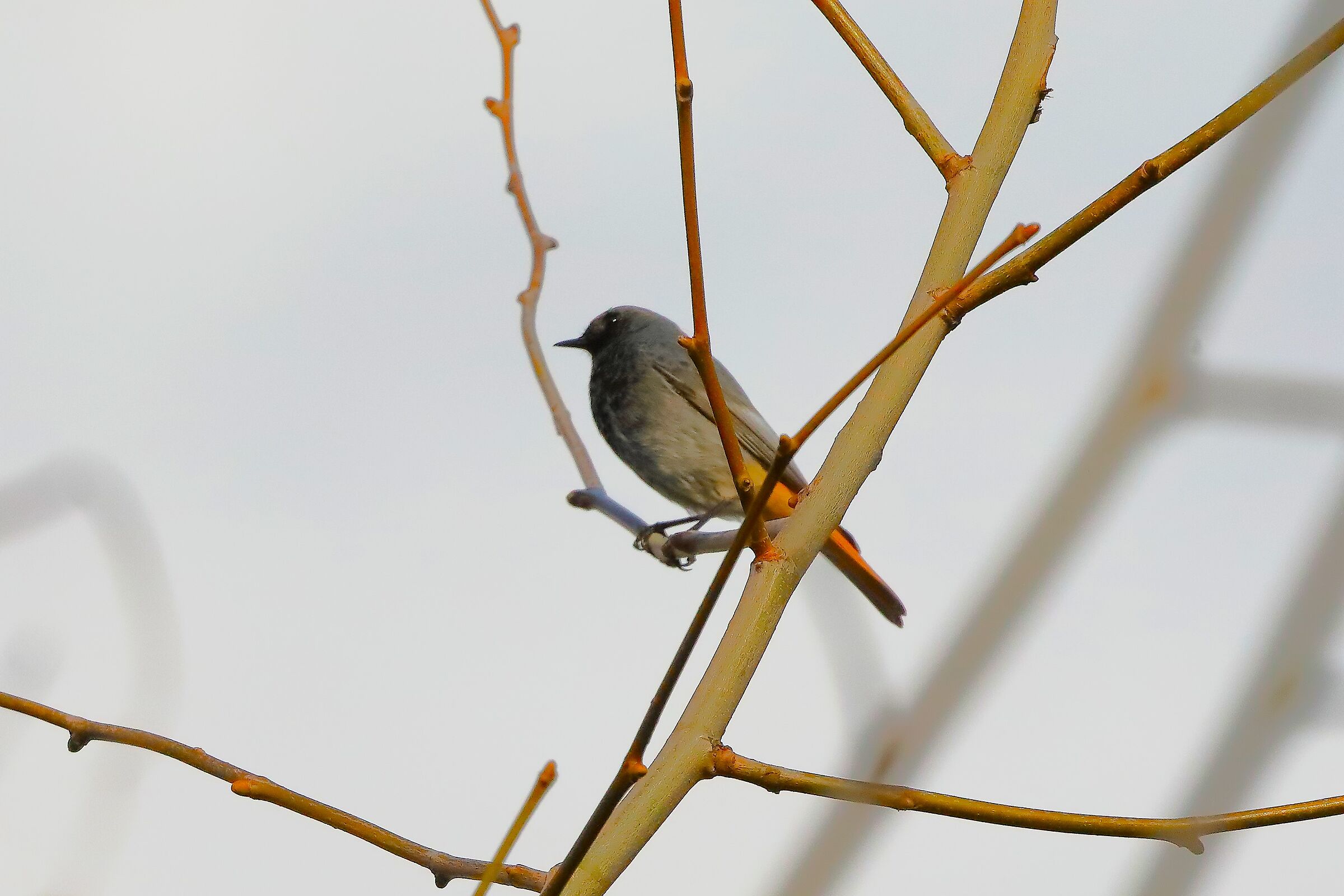Redstart M 04 March 2024