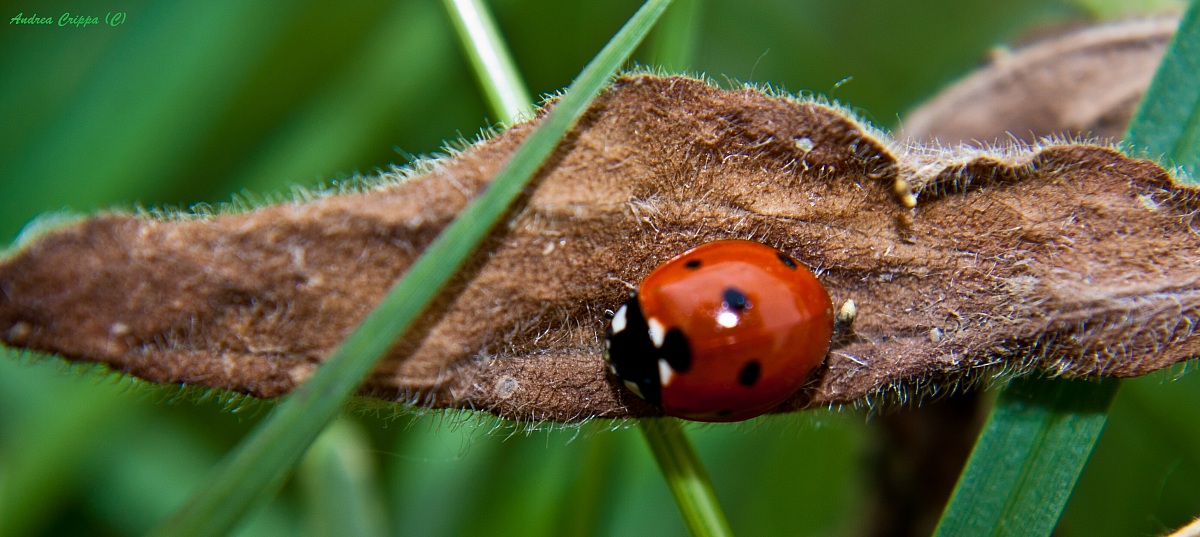 coccinella