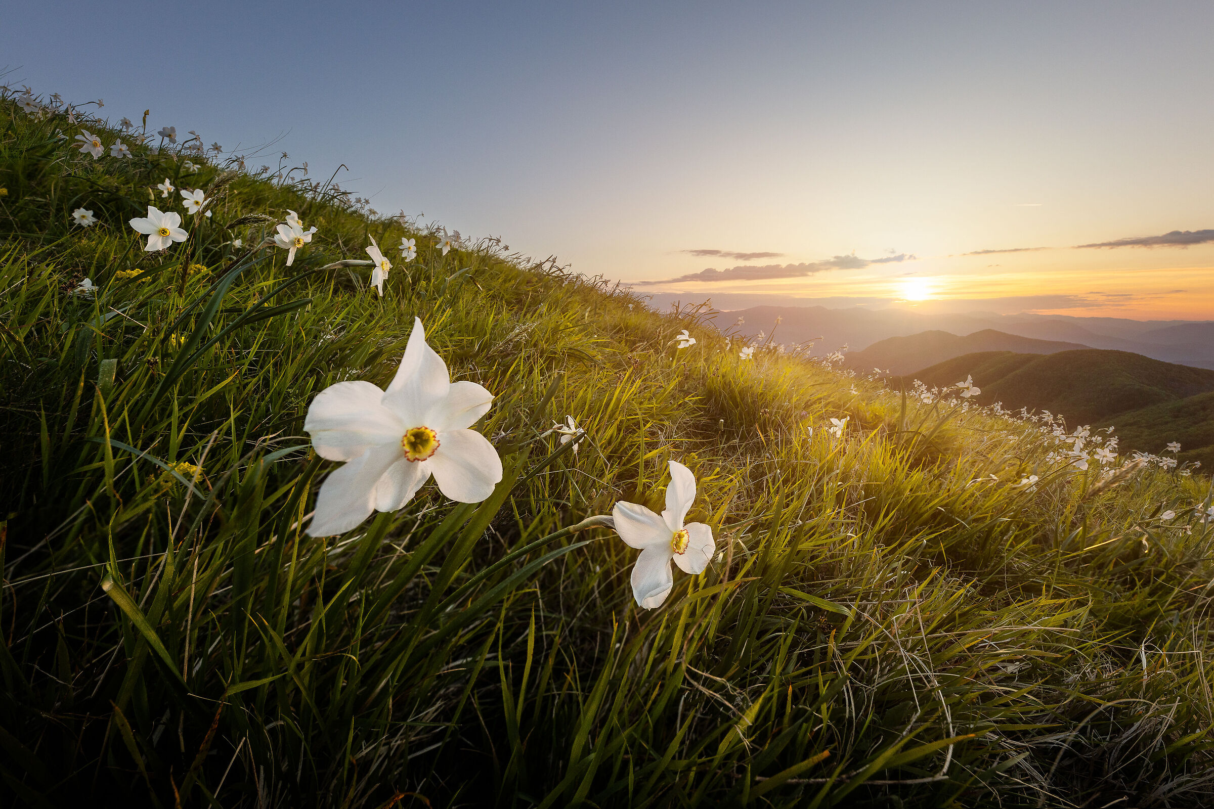 I narcisi del Monte Croce
