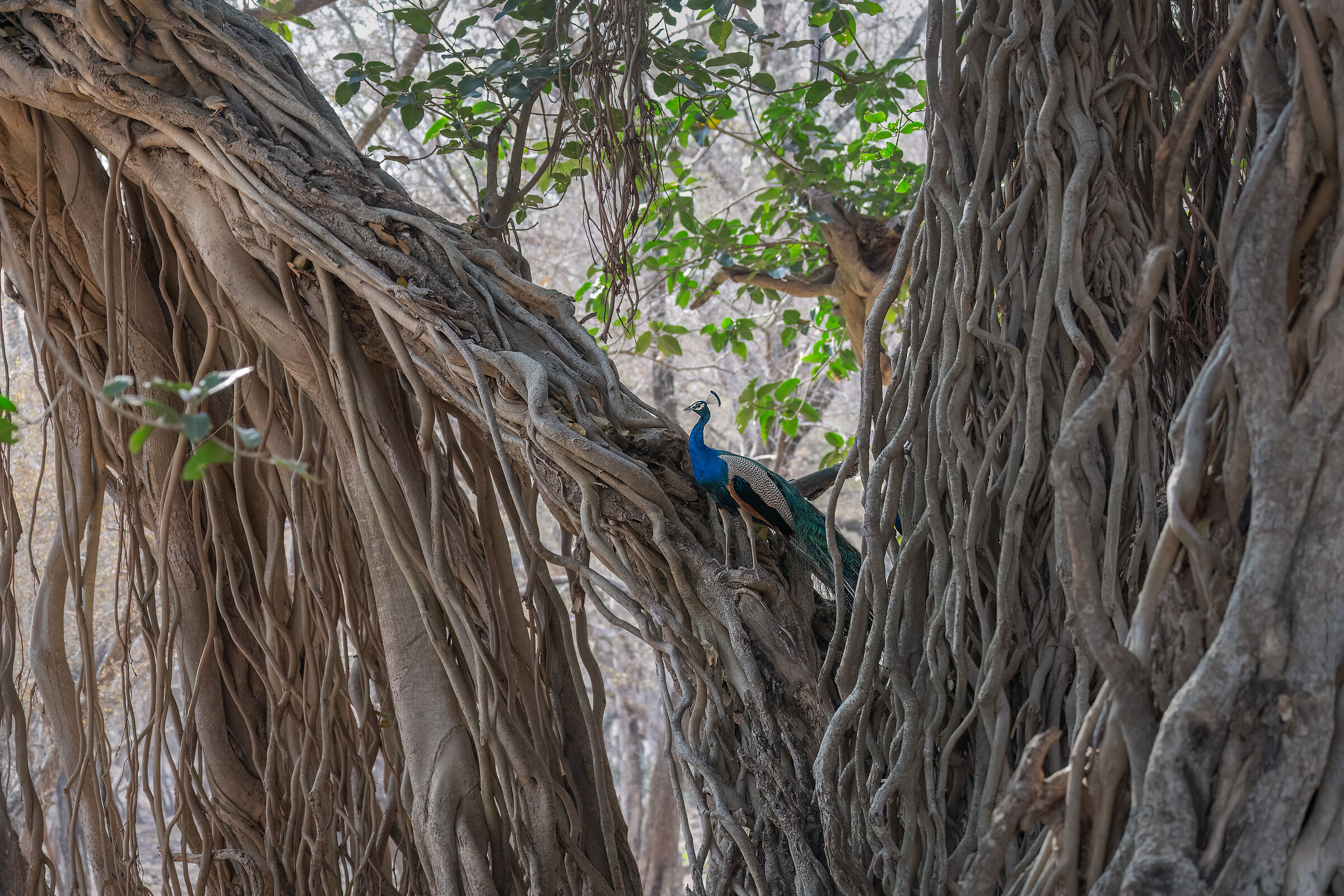 Il pavone e il Banyan