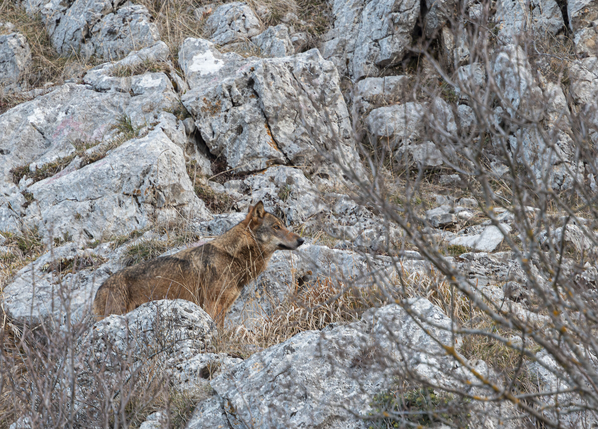 Lupo appenninico
