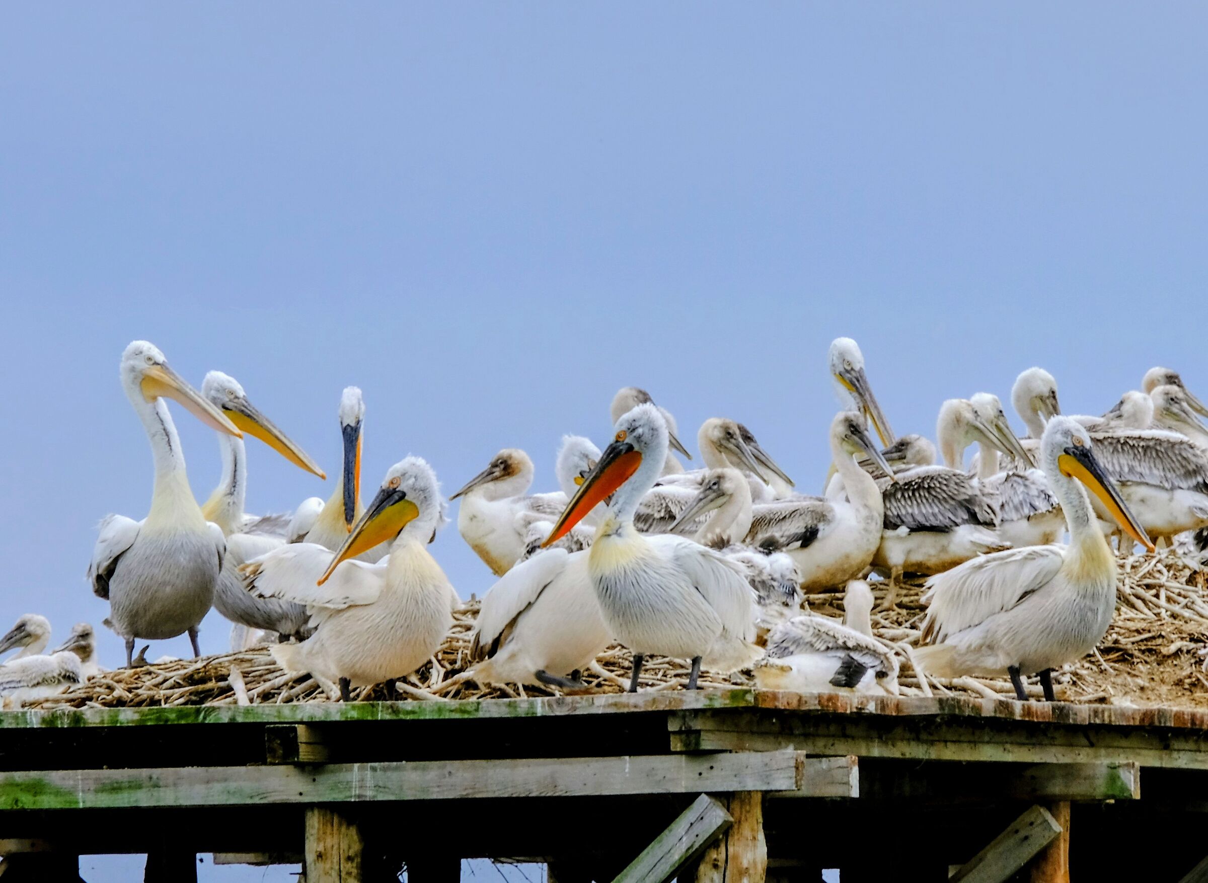 Dalmatian pelicans waiting