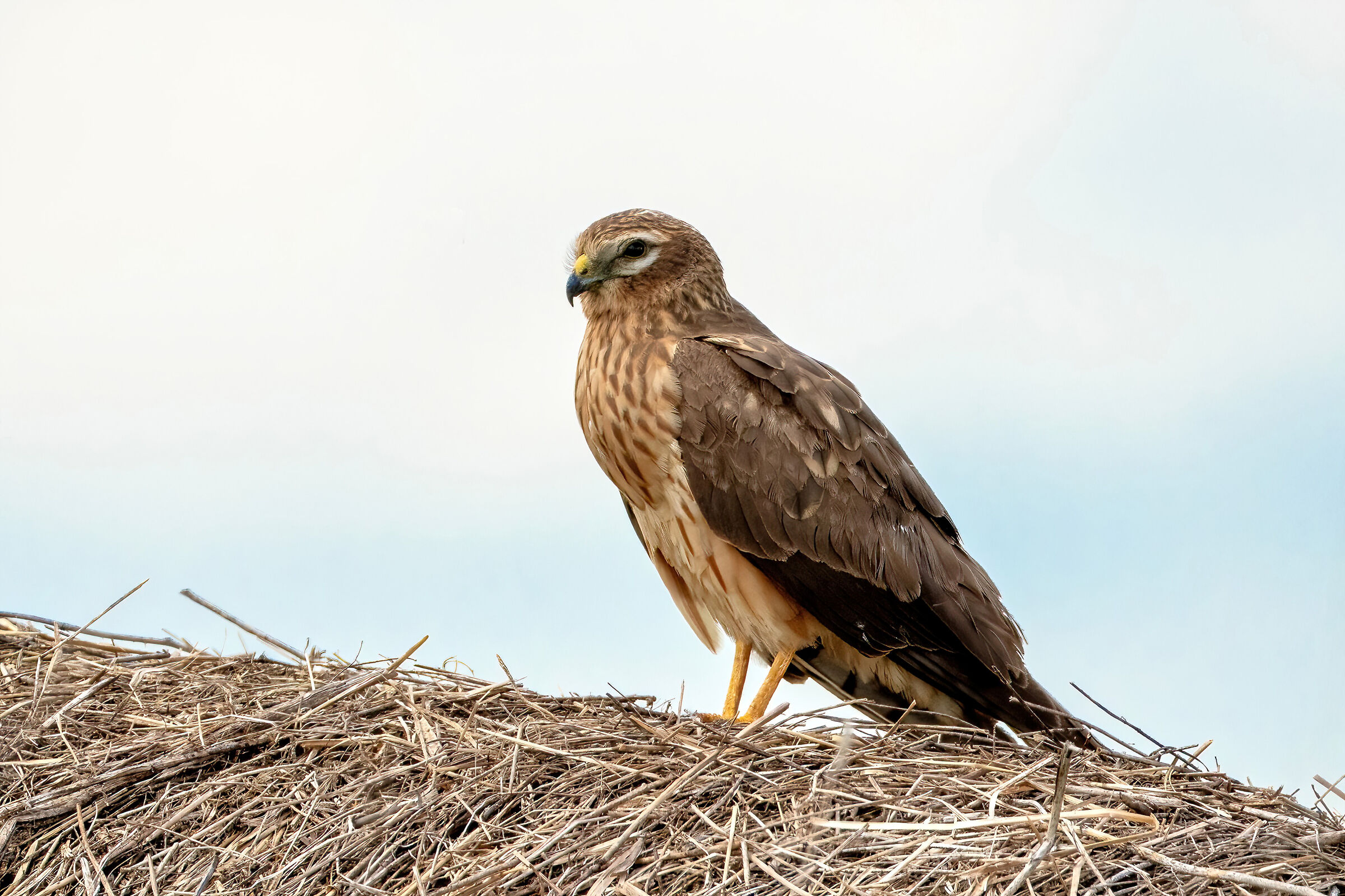 Hen harrier (Circus pygargus) - female