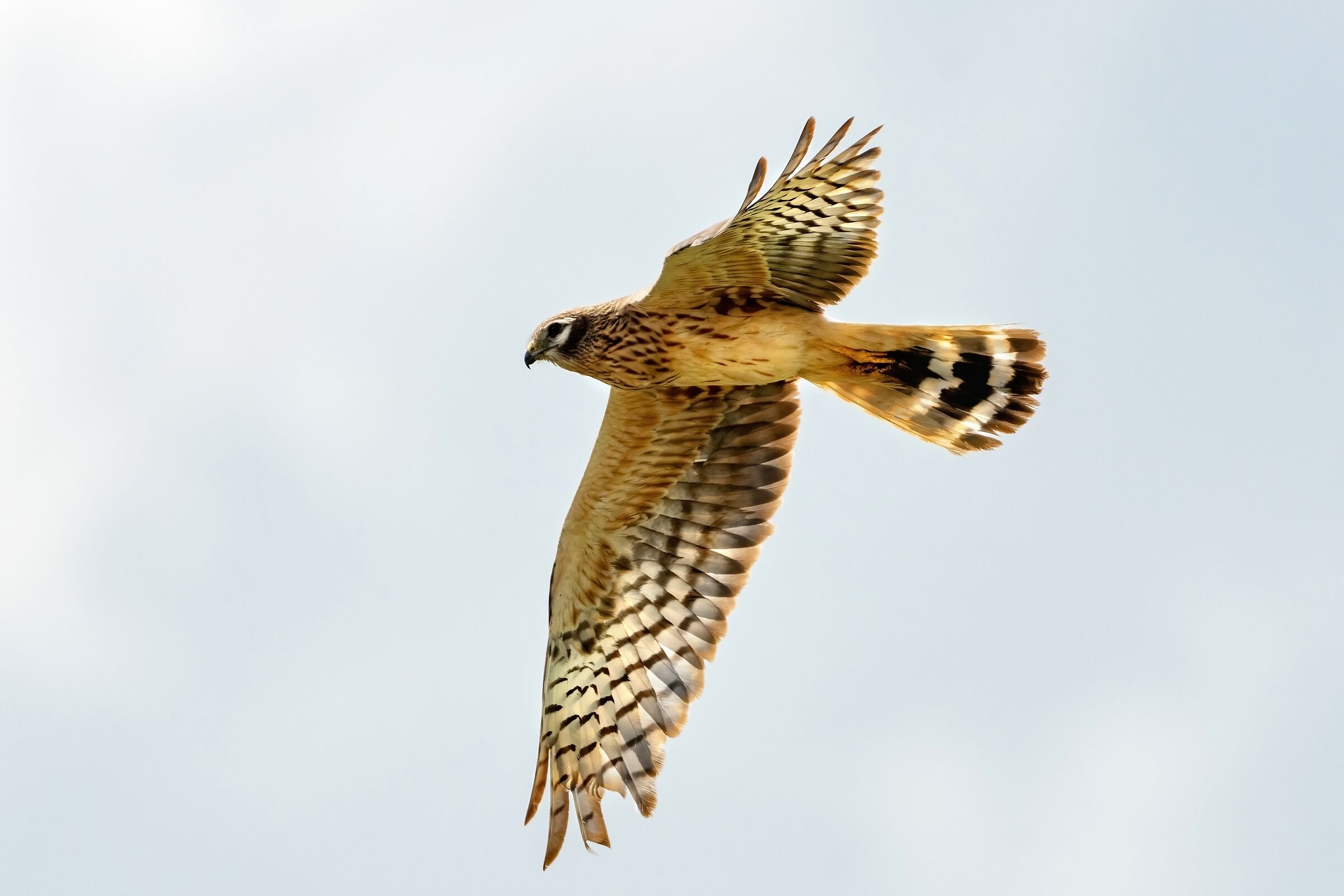 Albanella minore (Circus pygargus) - femmina