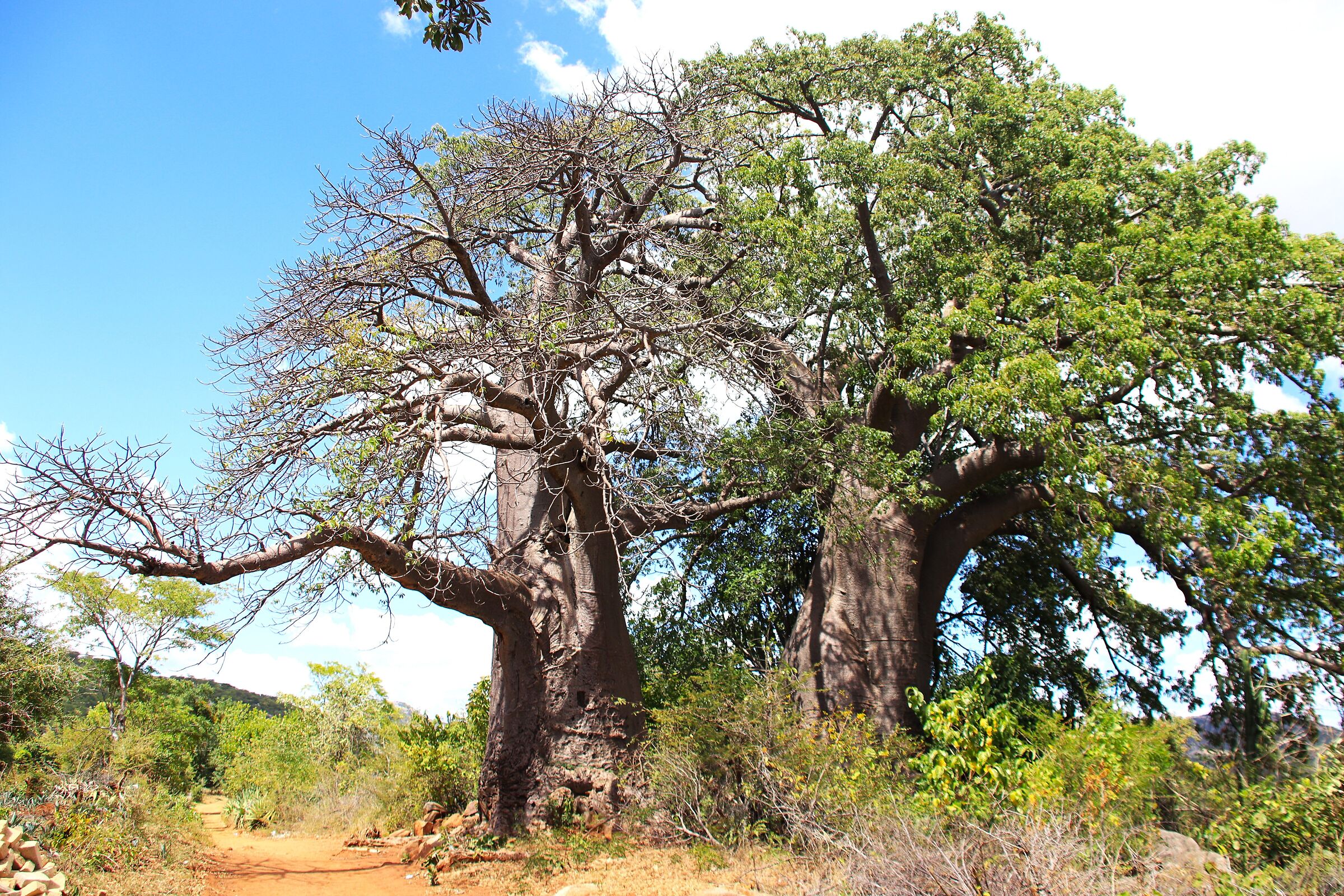 Baobab