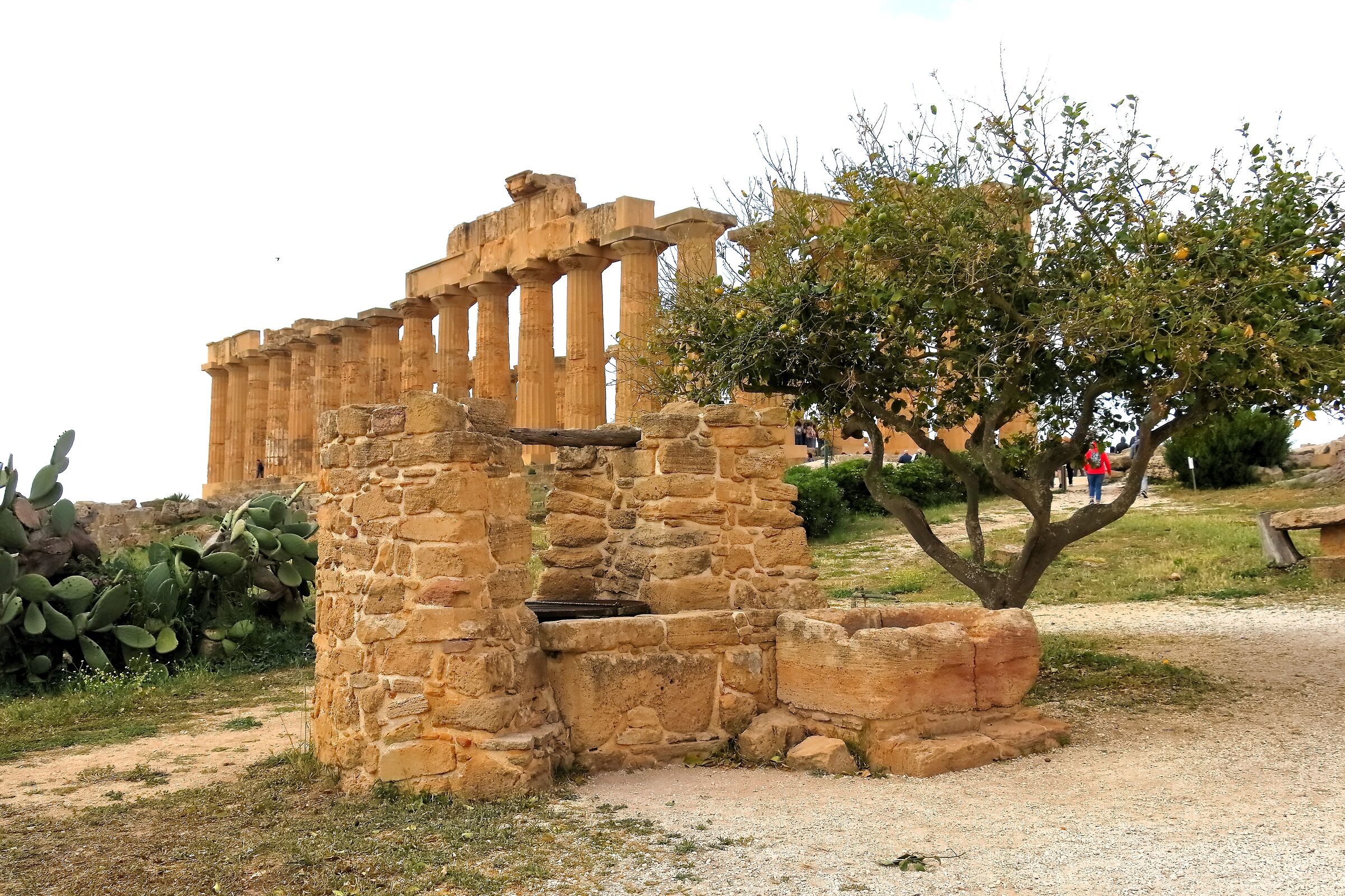 Archaeological Park of Selinunte 17-04-2024 - 0469