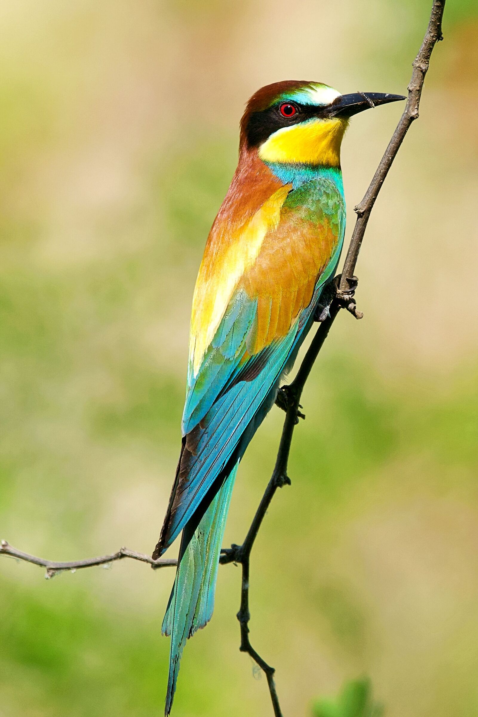 Colorful