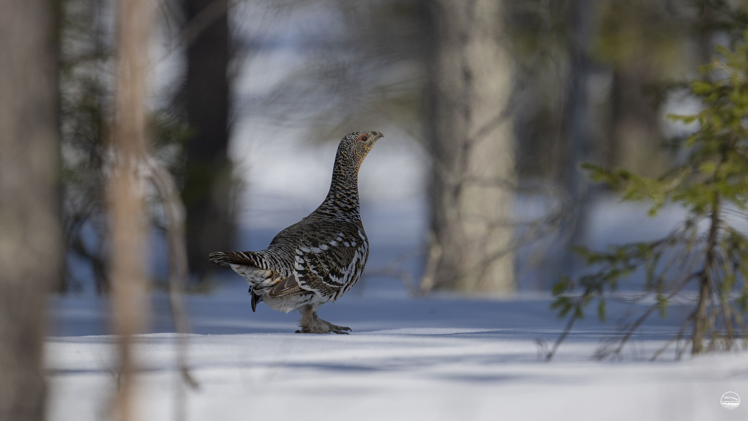 Female capercaillie