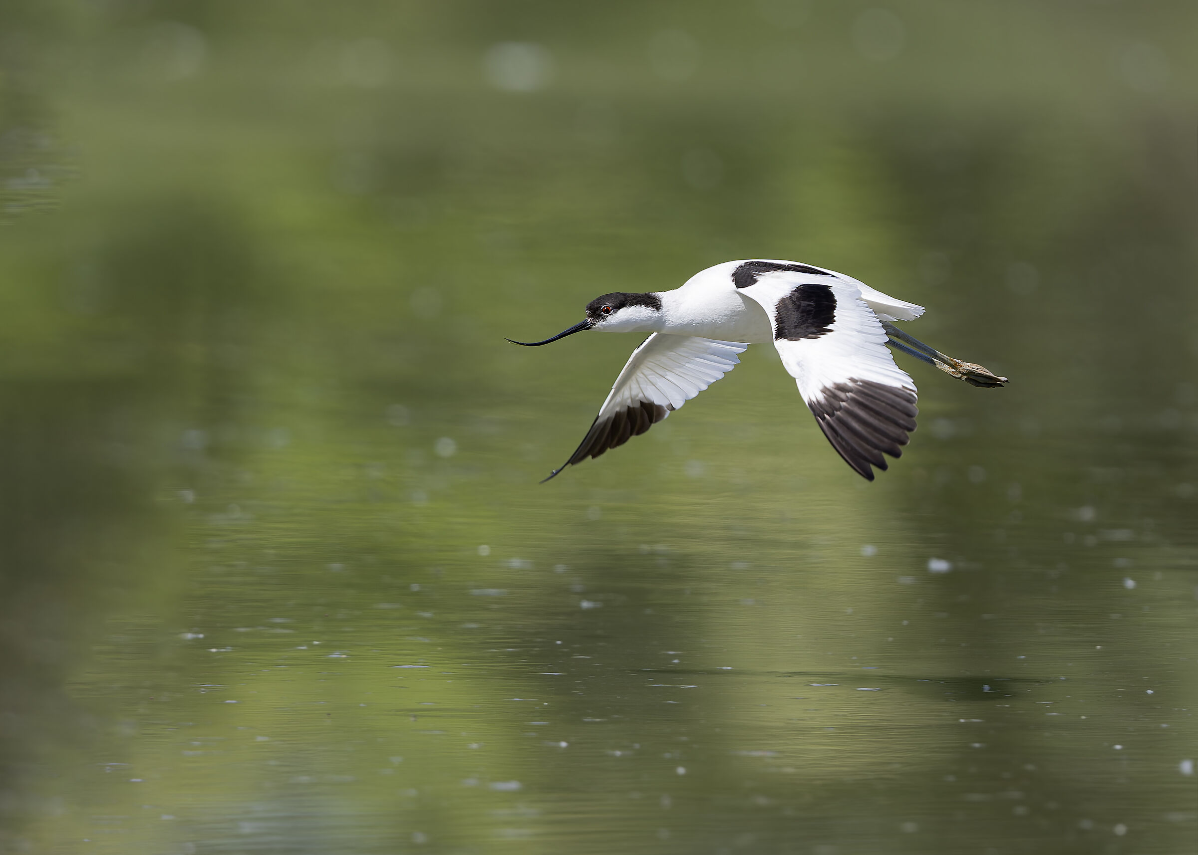 Avocetta