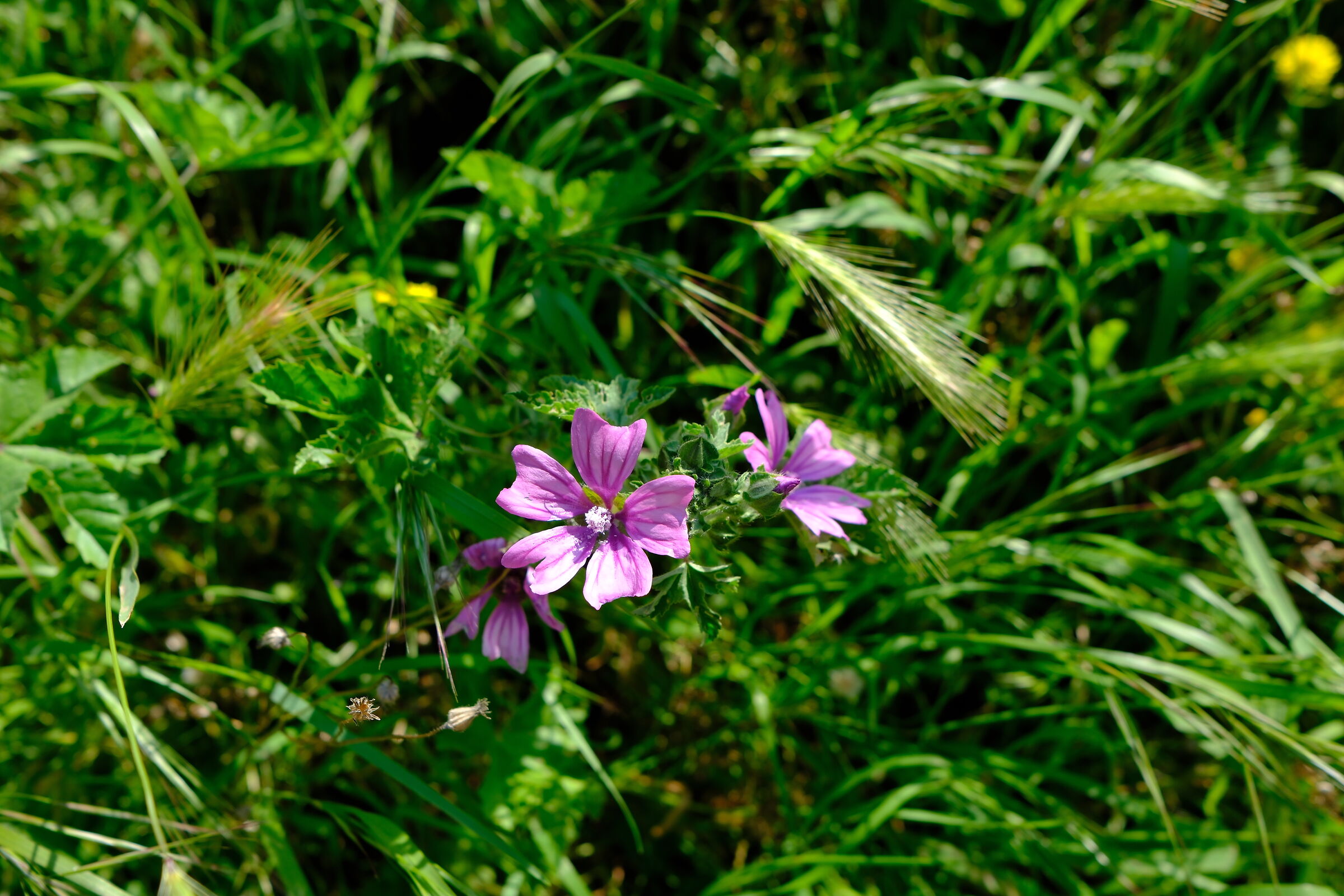 Fiori tra le erbe