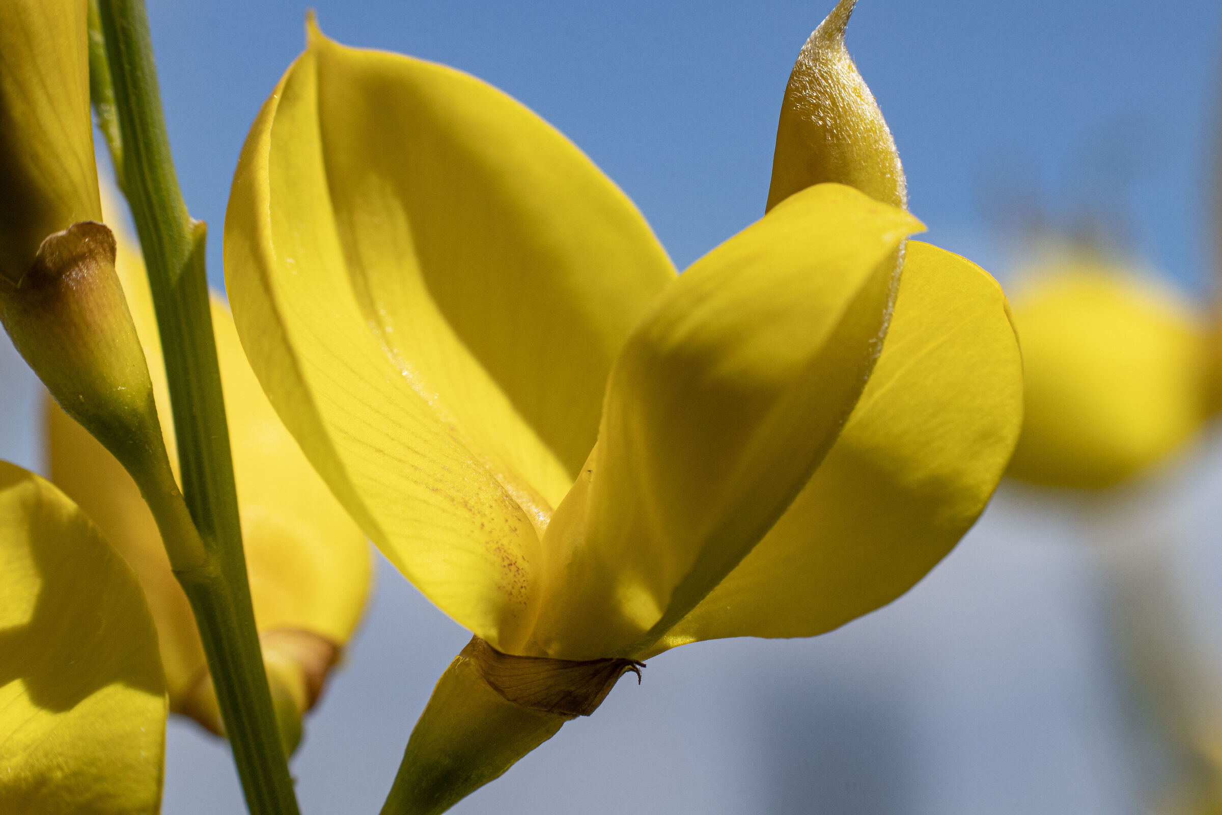 Broom Flower