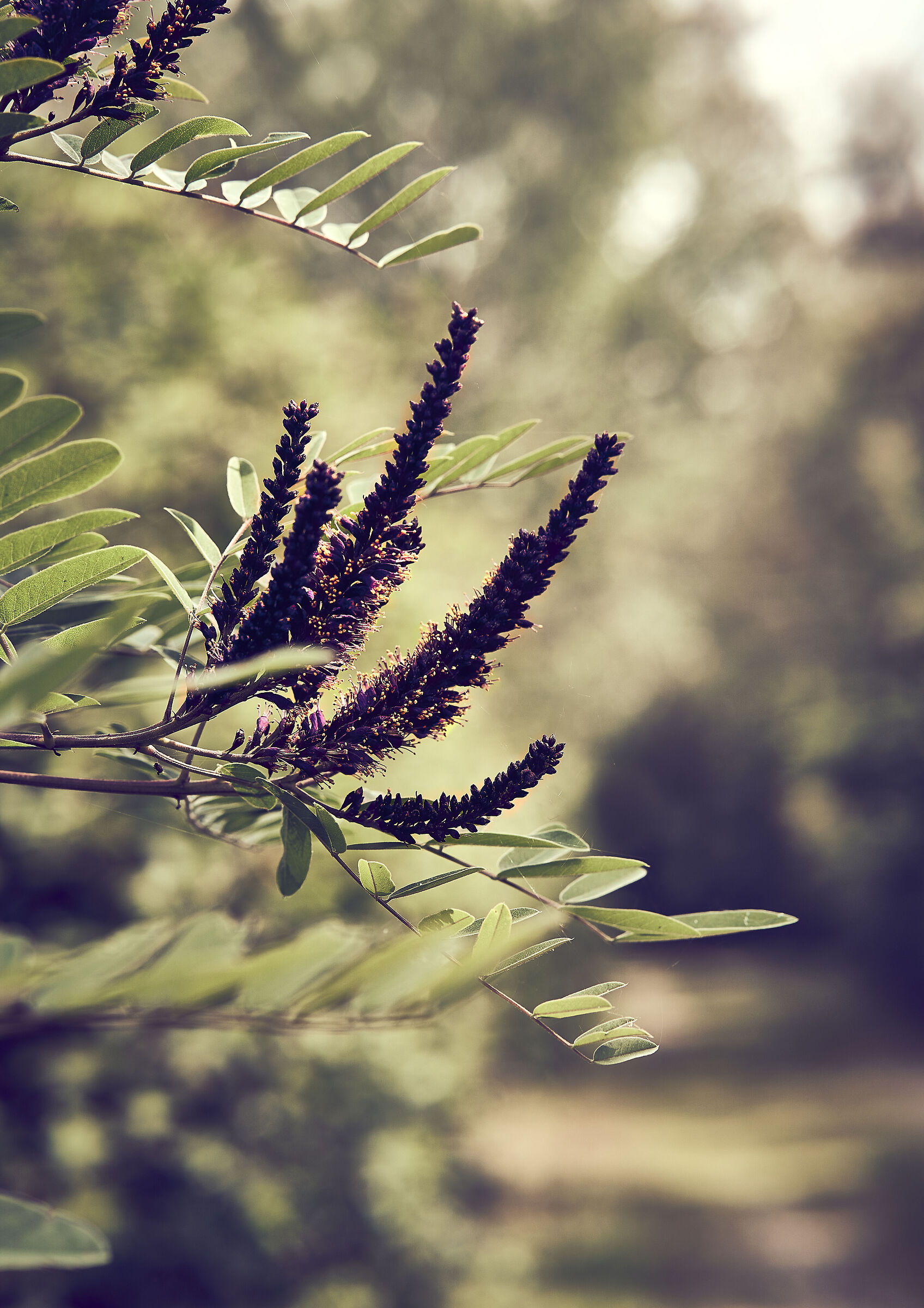 False Indigo