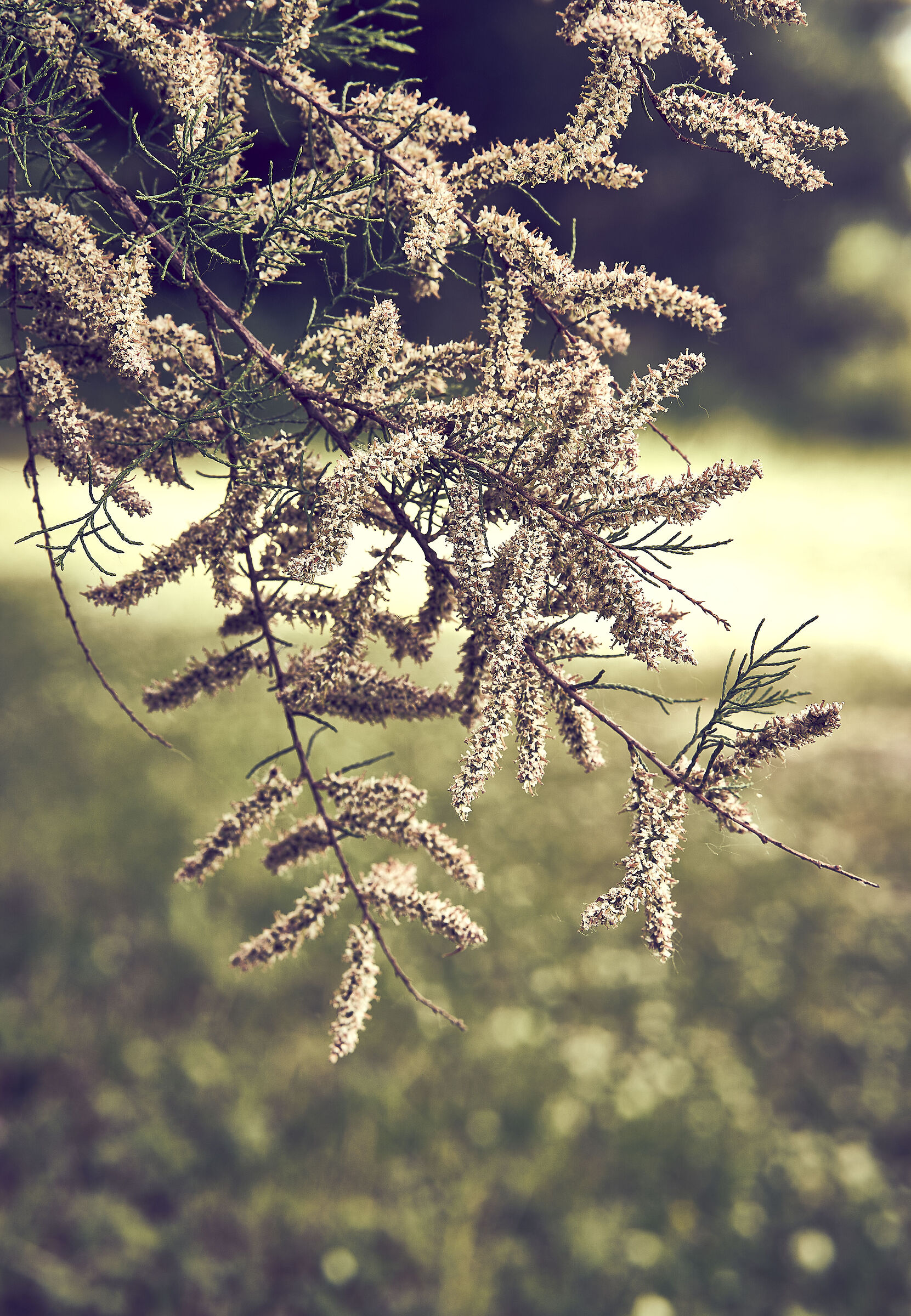 Tamarisk