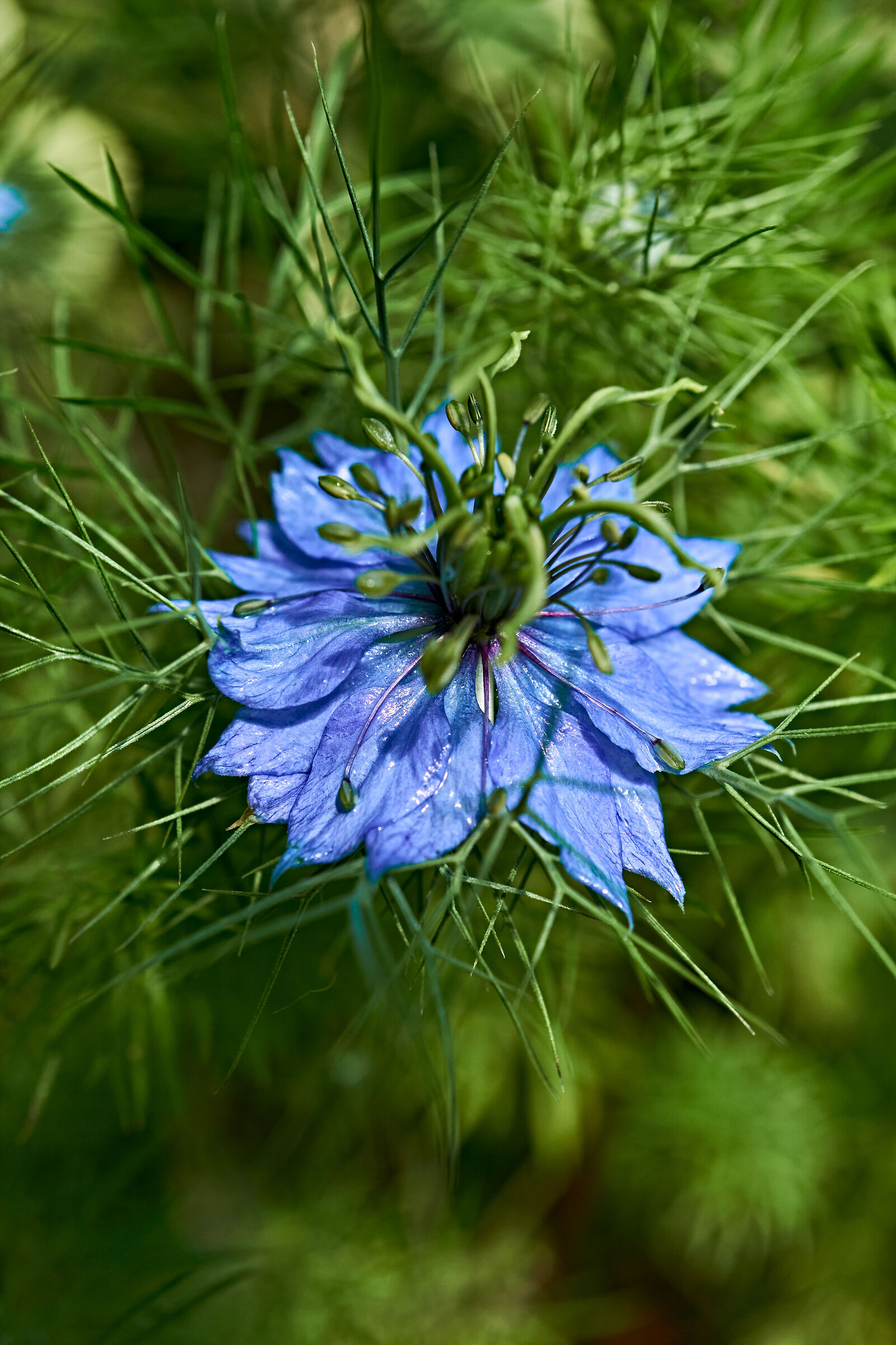 Nigella Sativa (black cumin)